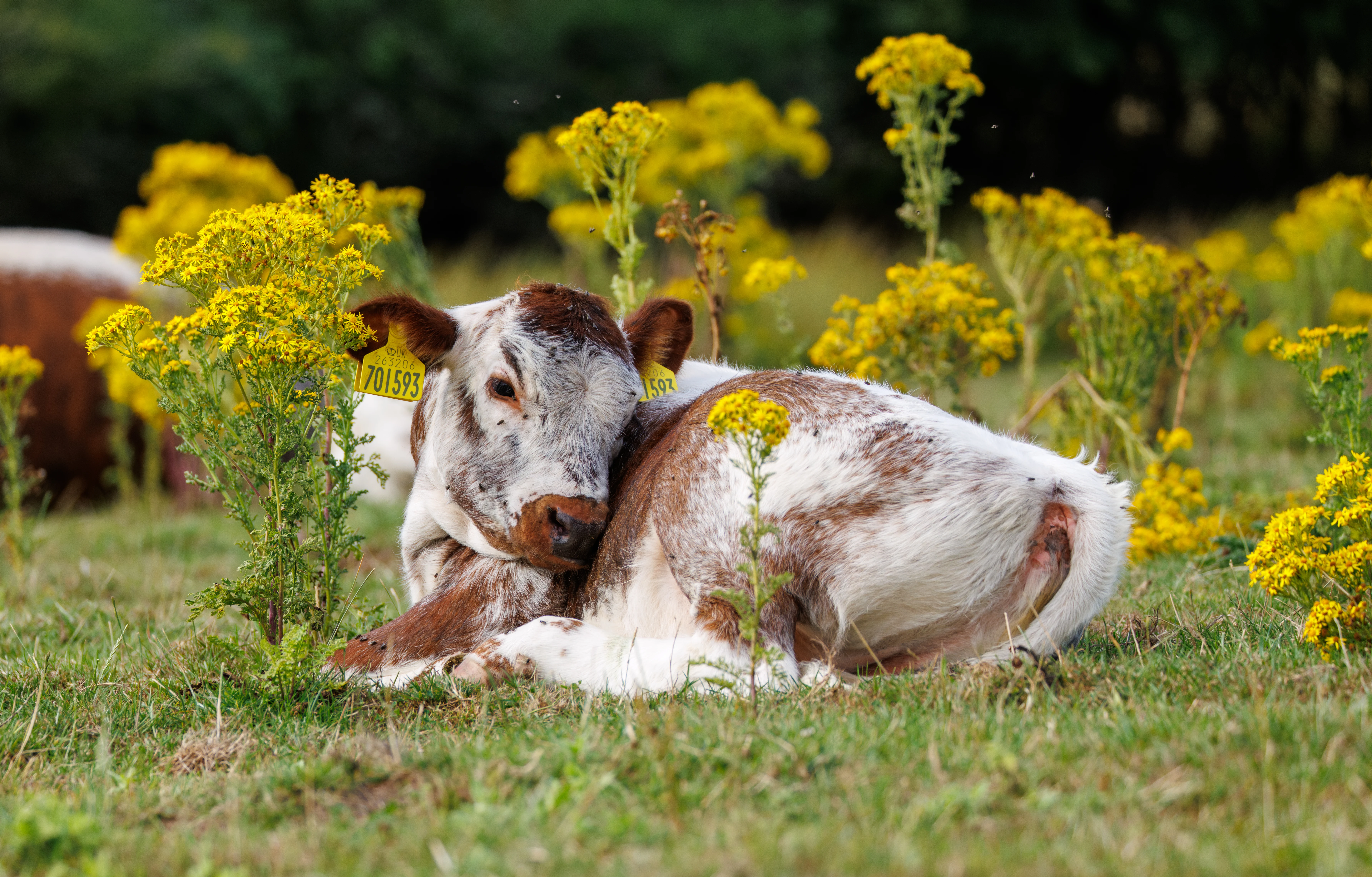 Calf lying in field with ragwort flowers, Knepp, Horsham, West Sussex, UK — photo by Orlando Prugel-Bennett
