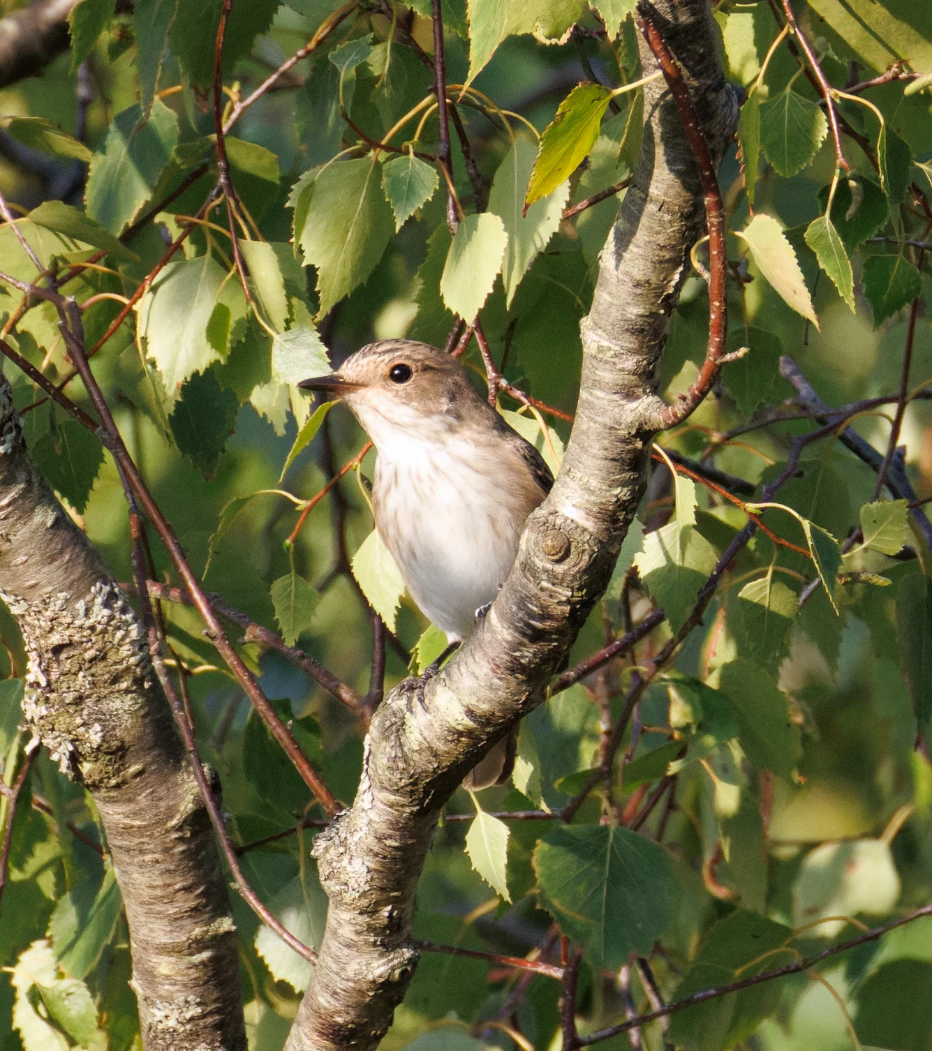 Spotted Flycatcher, Pig Bush, Hampshire, UK — photo by Orlando Prugel-Bennett