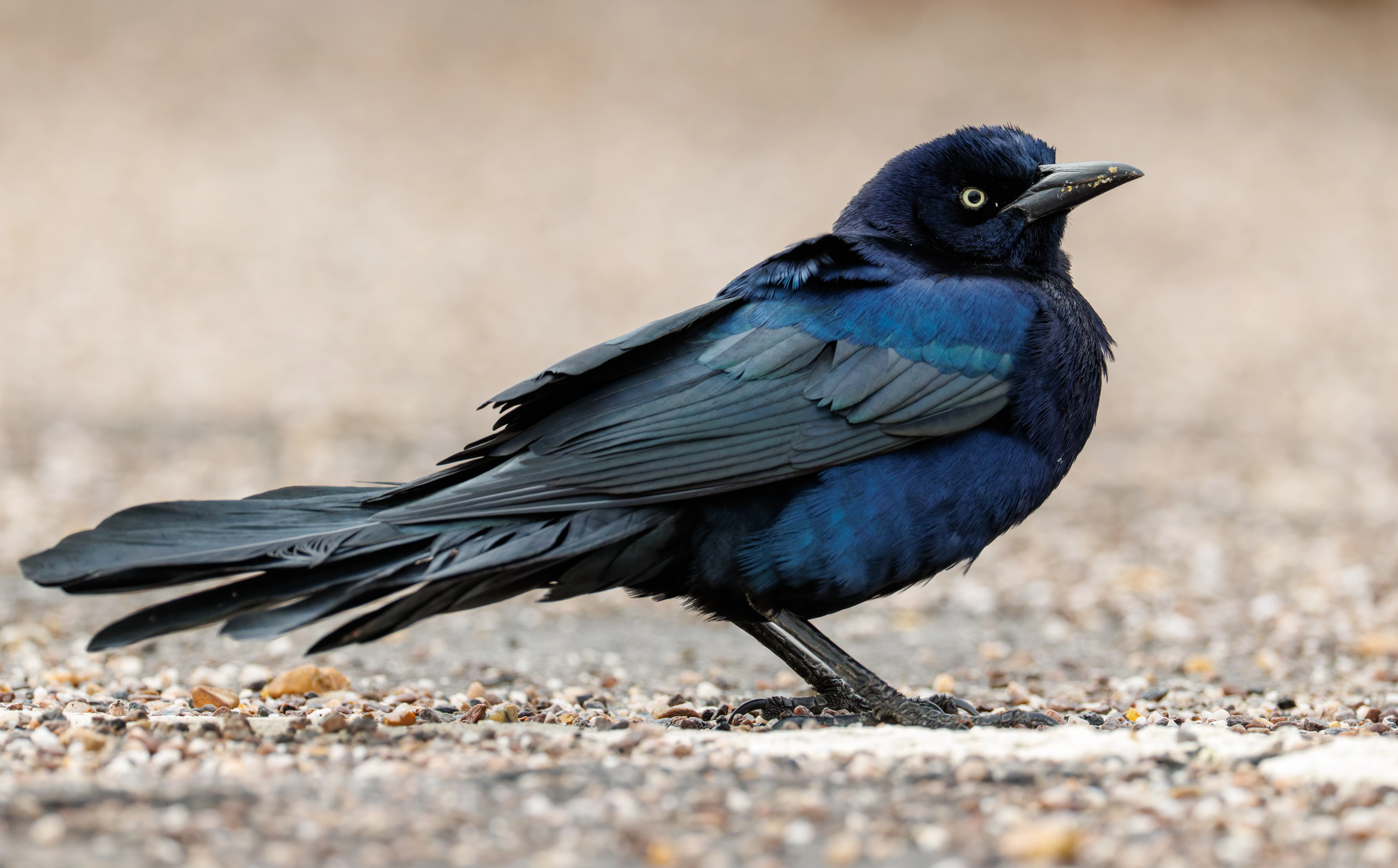 Great-Tailed Grackle, Calshot, Hampshire, UK — photo by Orlando Prugel-Bennett