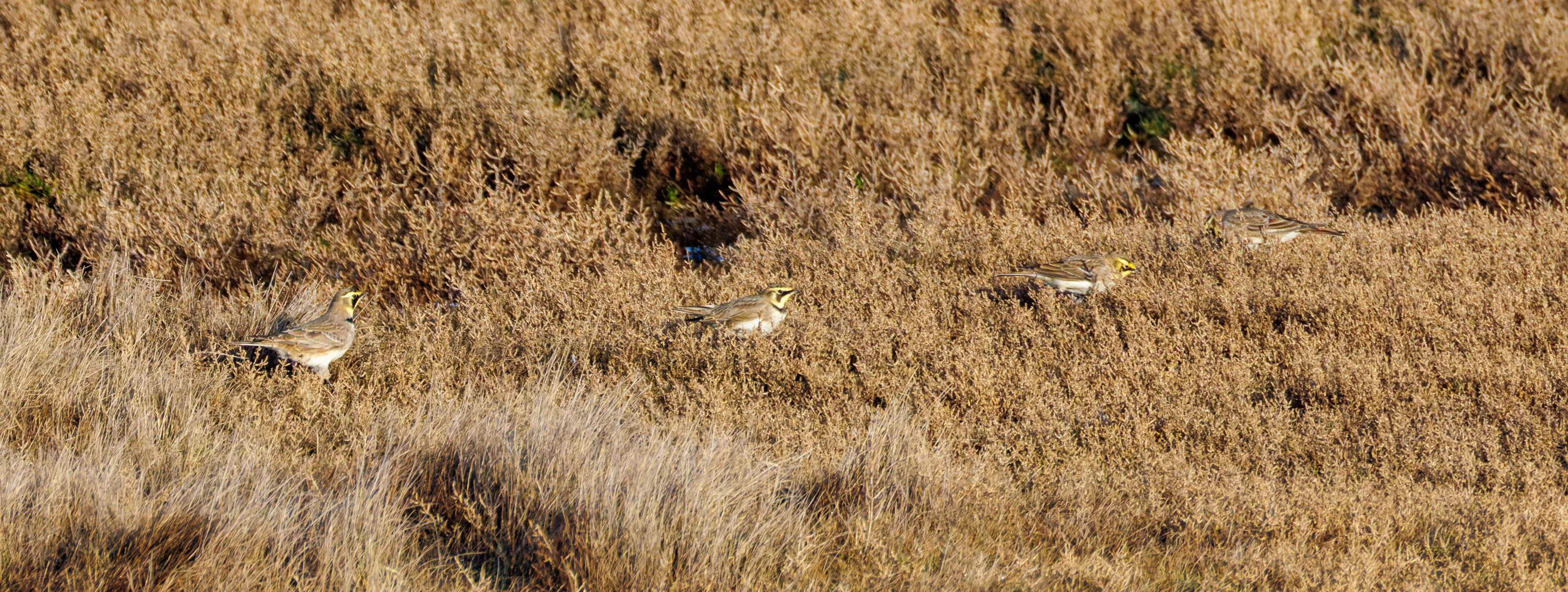 Shore Larks, UK — photo by Orlando Prugel-Bennett