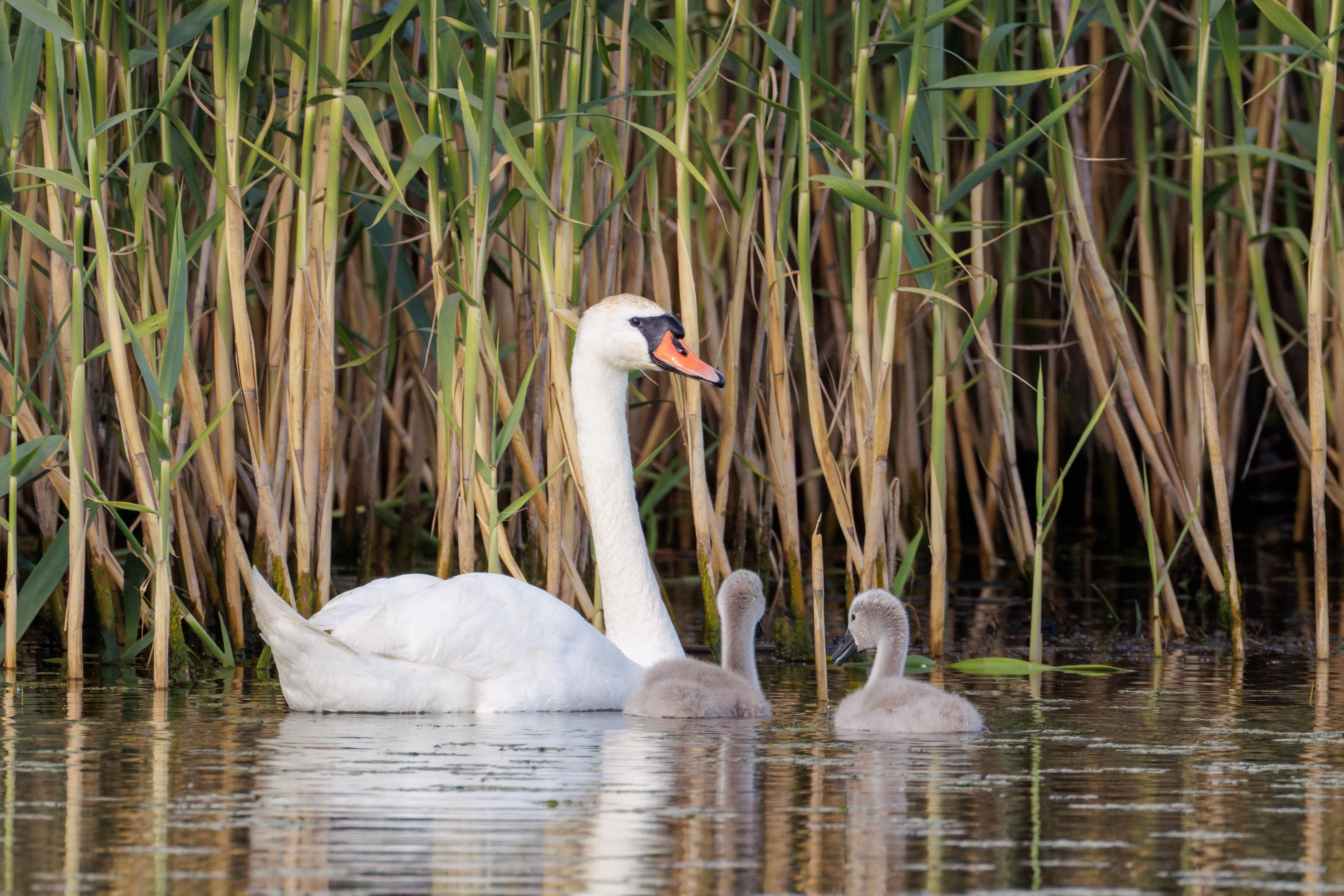 Mute Swan with cygnets, Danube Delta, Romania — photo by Orlando Prugel-Bennett