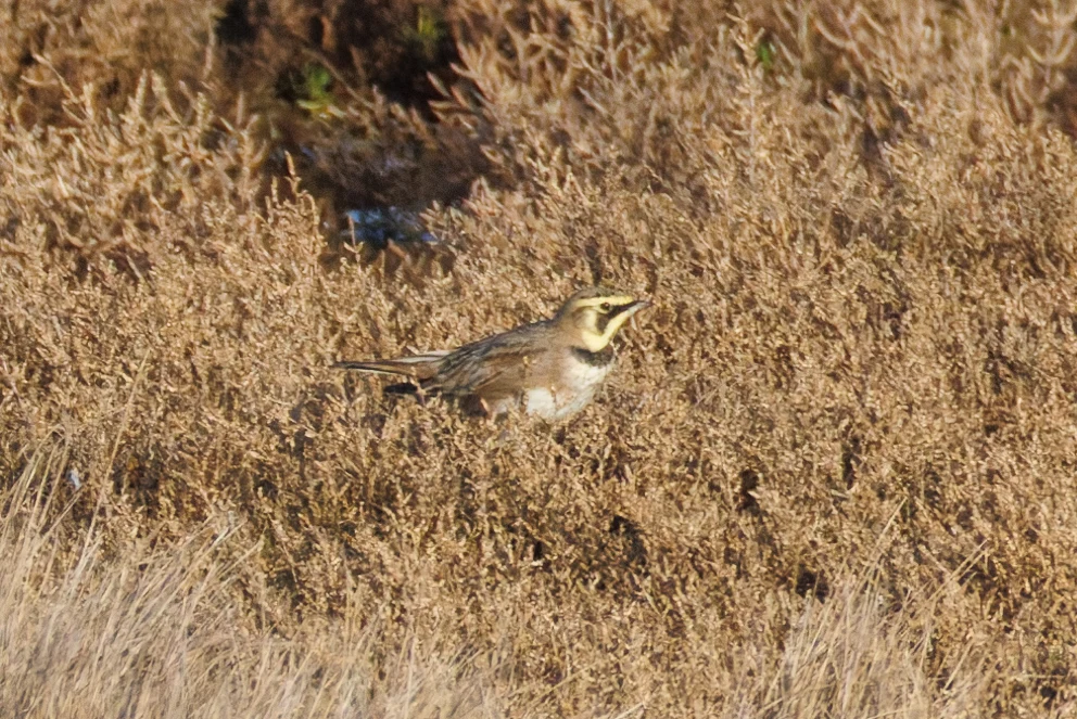 Shore Lark, Zeeland, Netherlands — photo by Orlando Prugel-Bennett