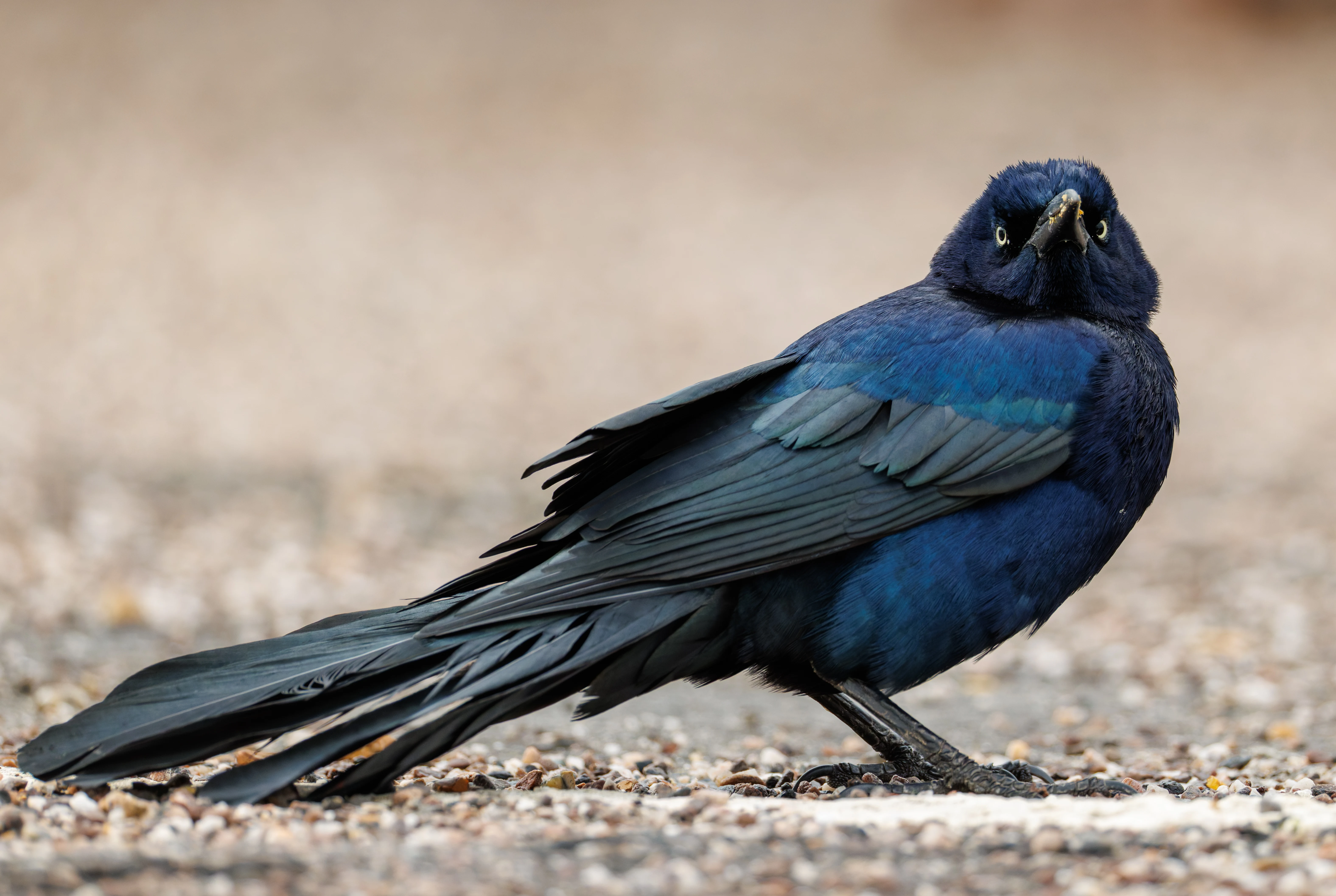 Great-Tailed Grackle, Calshot, Hampshire, UK — photo by Orlando Prugel-Bennett
