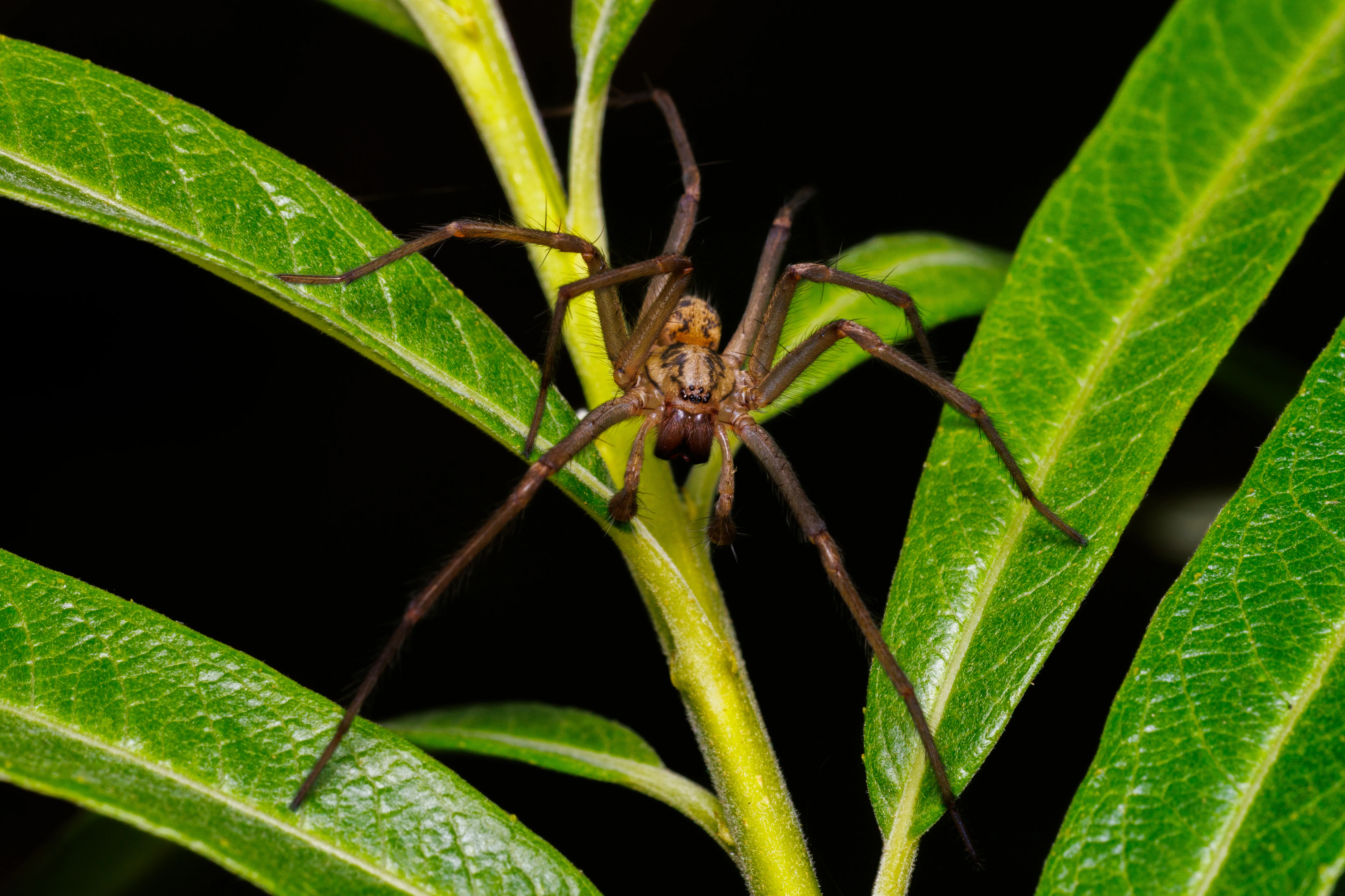 Giant House Spider, Eling, Hampshire, UK — photo by Orlando Prugel-Bennett