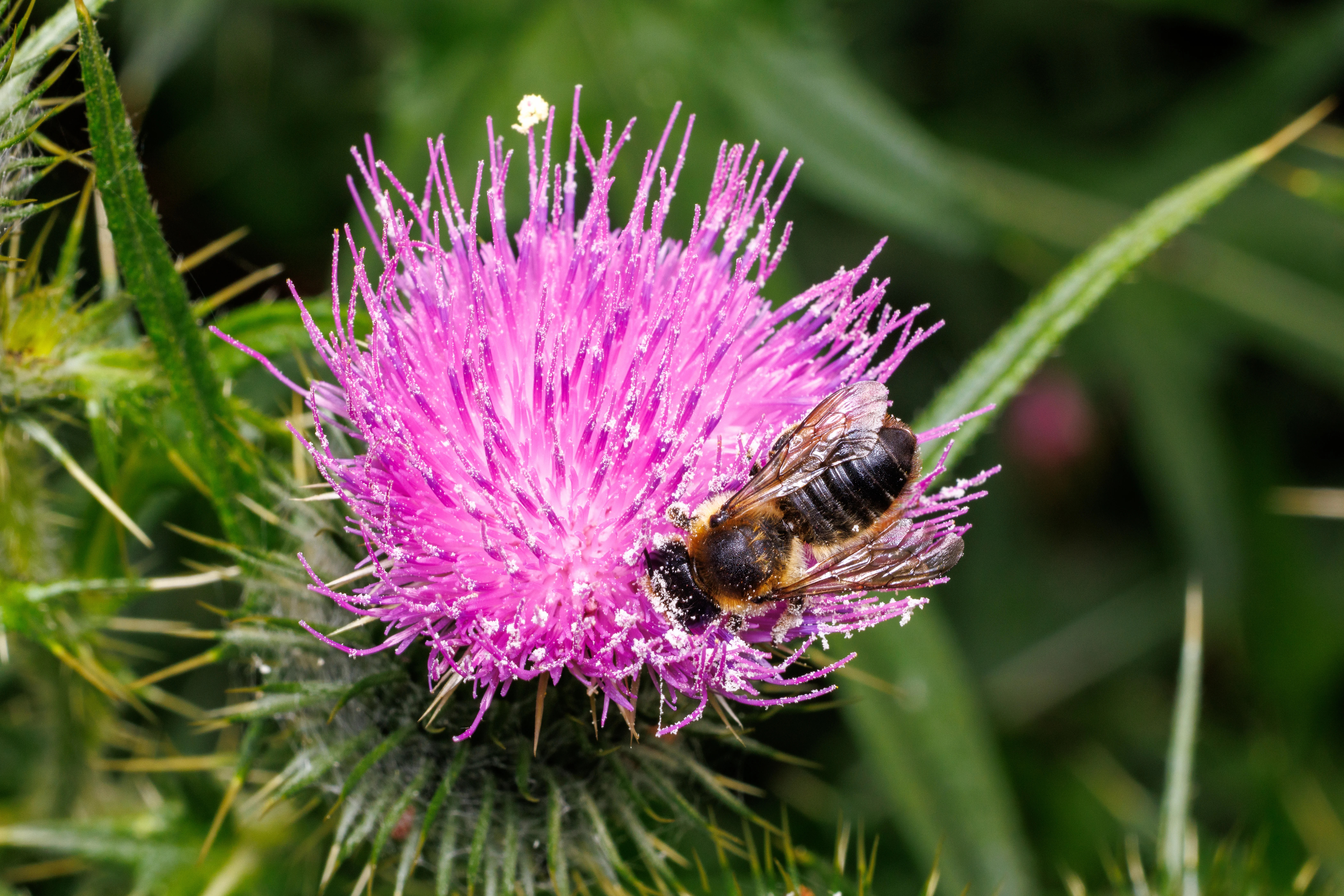 Honey Bee on Thistle, Eling, Hampshire, UK — photo by Orlando Prugel-Bennett