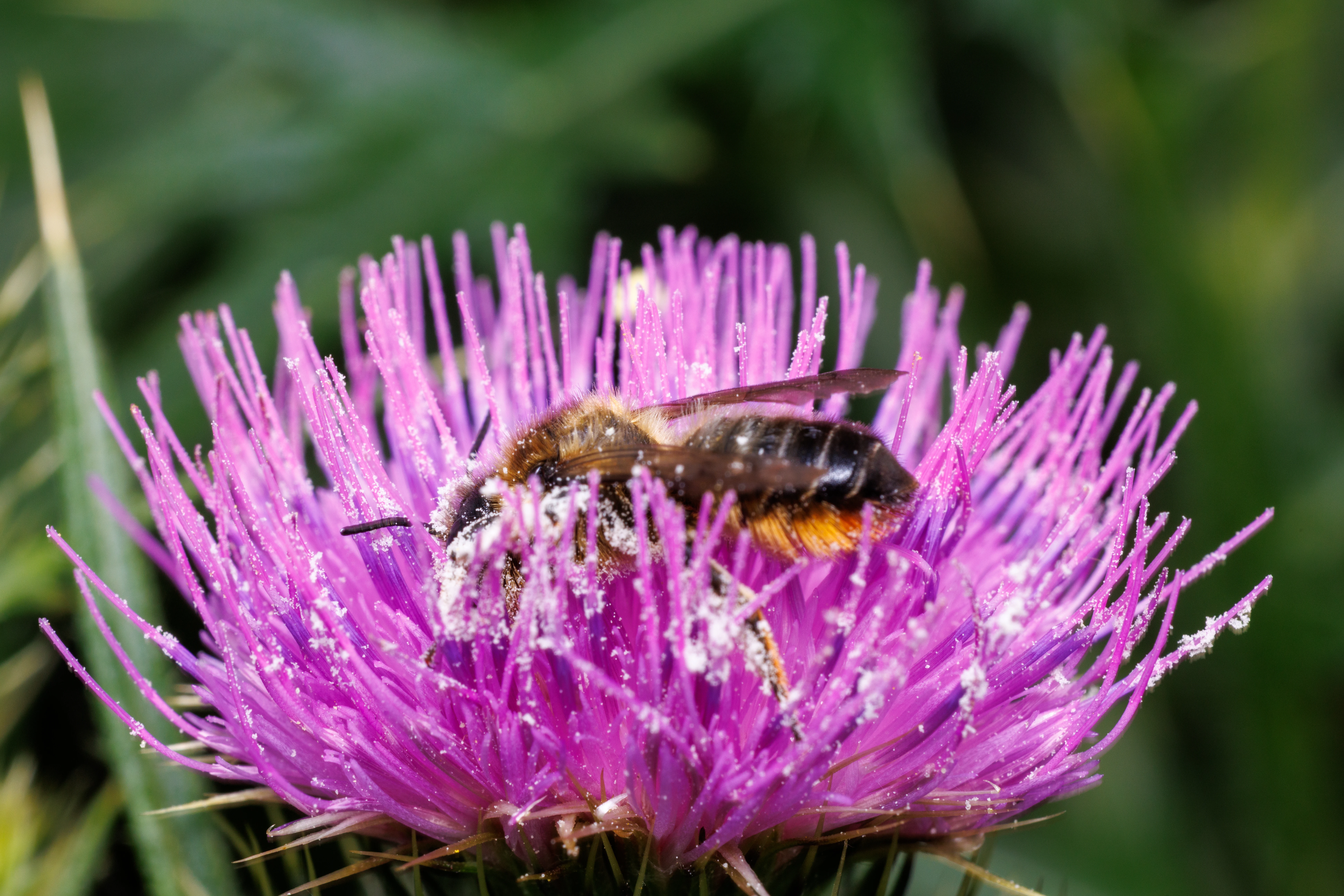 Buff-tailed Bumblebee on Thistle, Eling, Hampshire, UK — photo by Orlando Prugel-Bennett