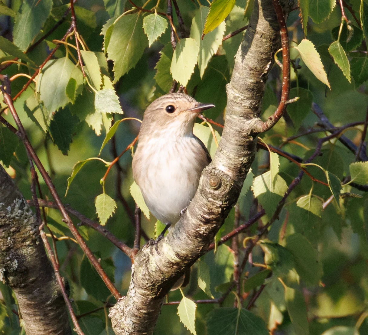 Spotted Flycatcher, Pig Bush, Hampshire, UK — photo by Orlando Prugel-Bennett