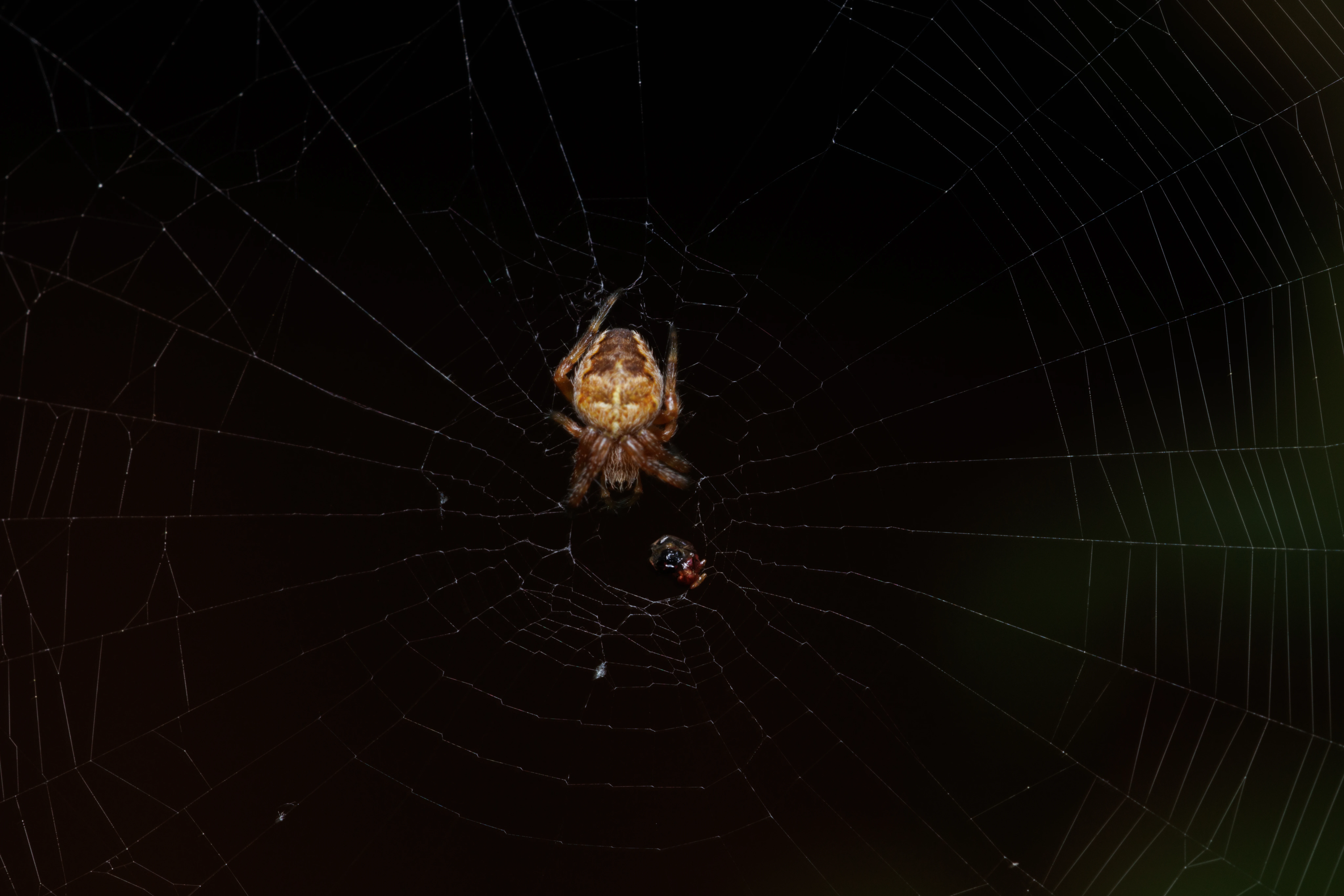 Garden Spider, Eling, Hampshire, UK — photo by Orlando Prugel-Bennett