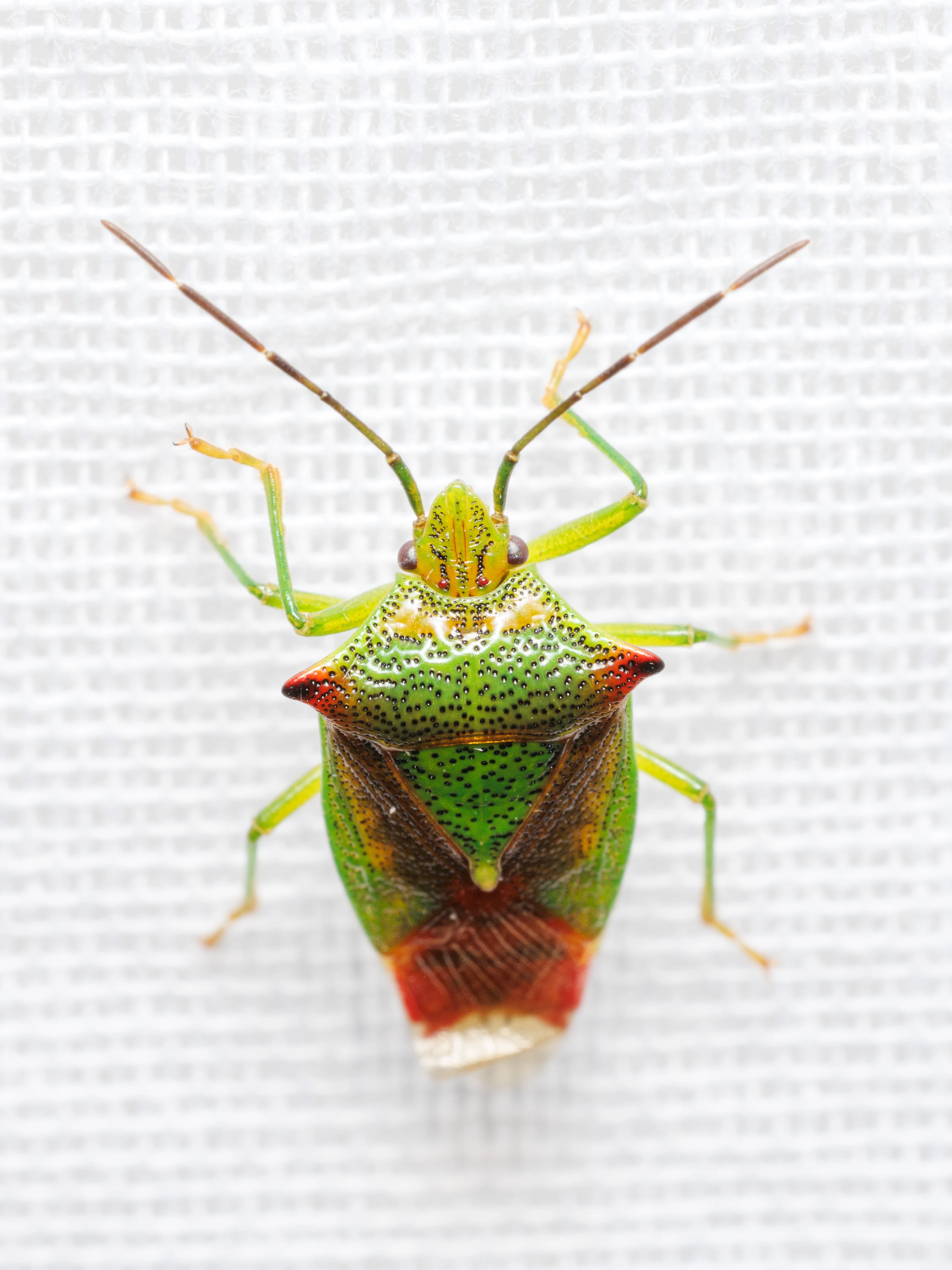 Hawthorn Shieldbug, Eling, Hampshire, UK — photo by Orlando Prugel-Bennett