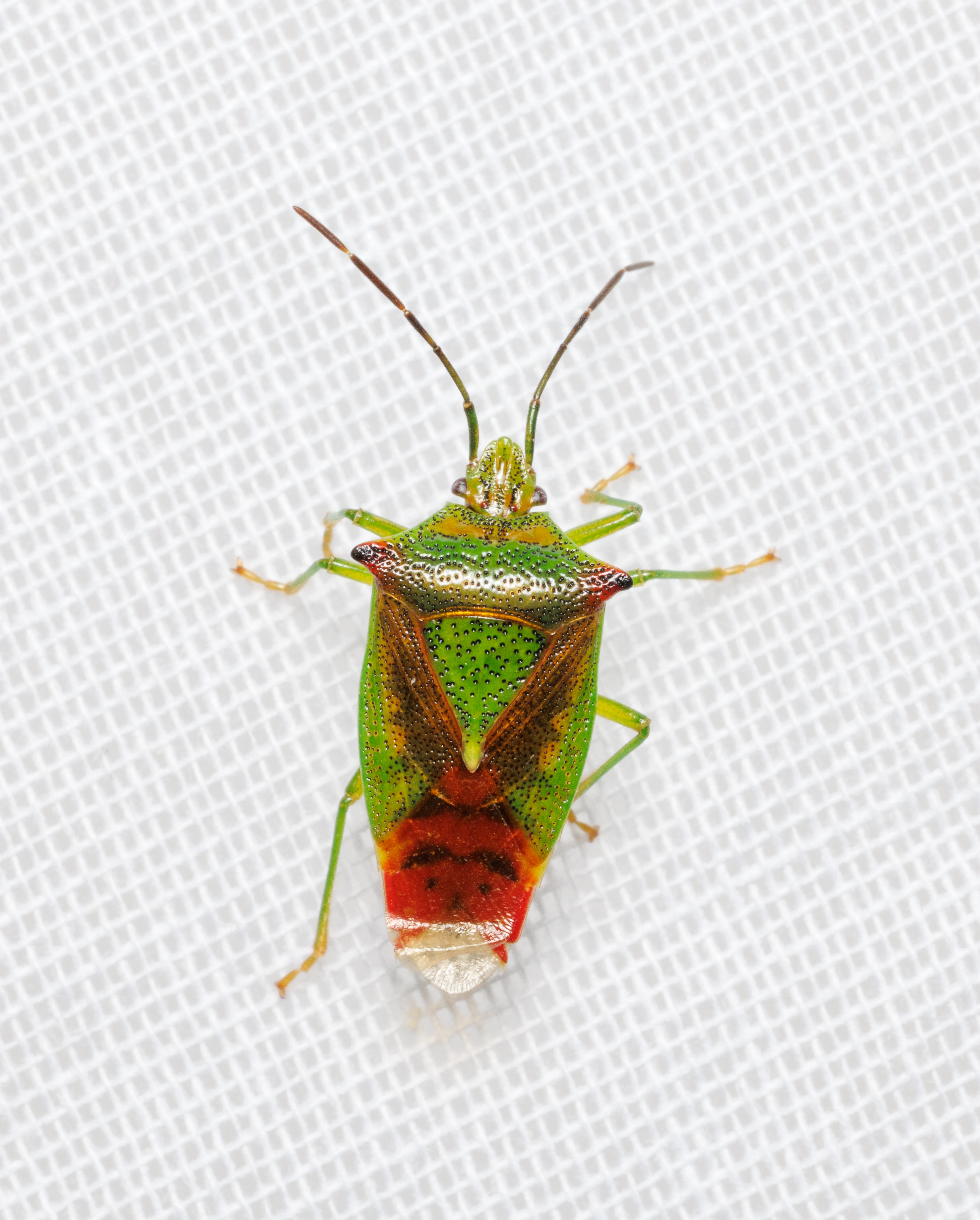 Hawthorn Shieldbug, Eling, Hampshire, UK — photo by Orlando Prugel-Bennett