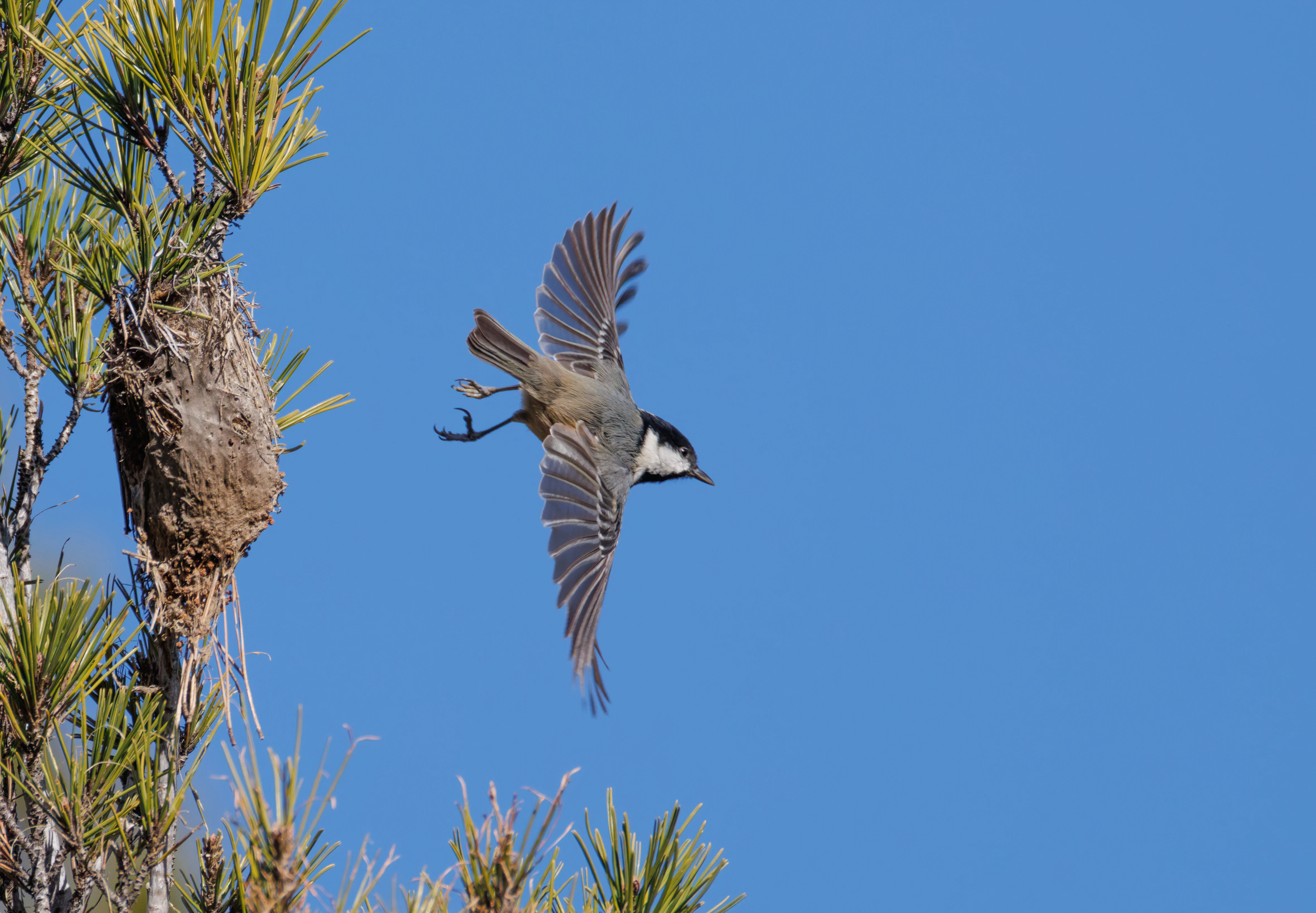Coal Tit, Maigmo, Alicante, Spain — photo by Orlando Prugel-Bennett