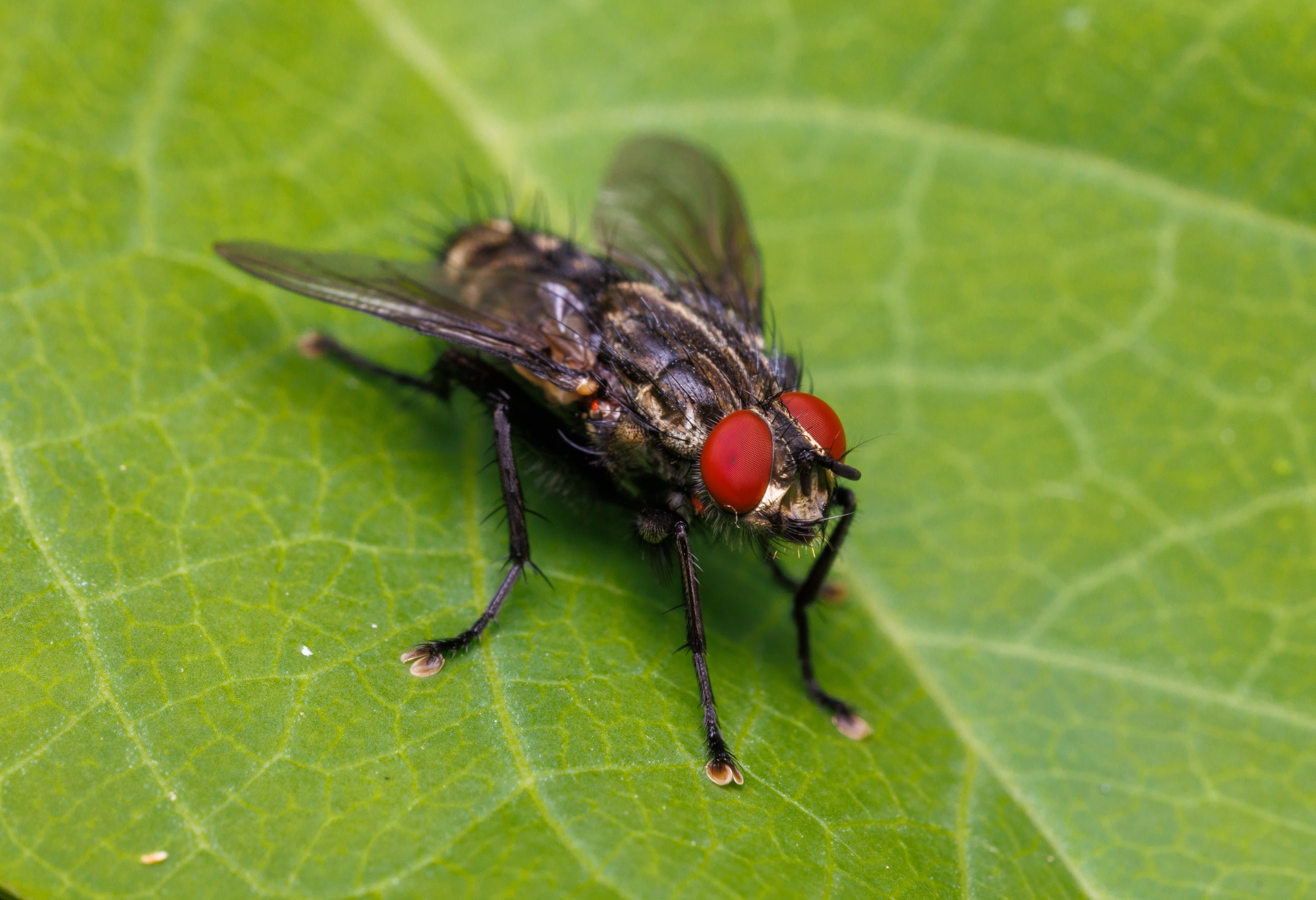 Common Flesh Fly, Eling, Hampshire, UK — photo by Orlando Prugel-Bennett