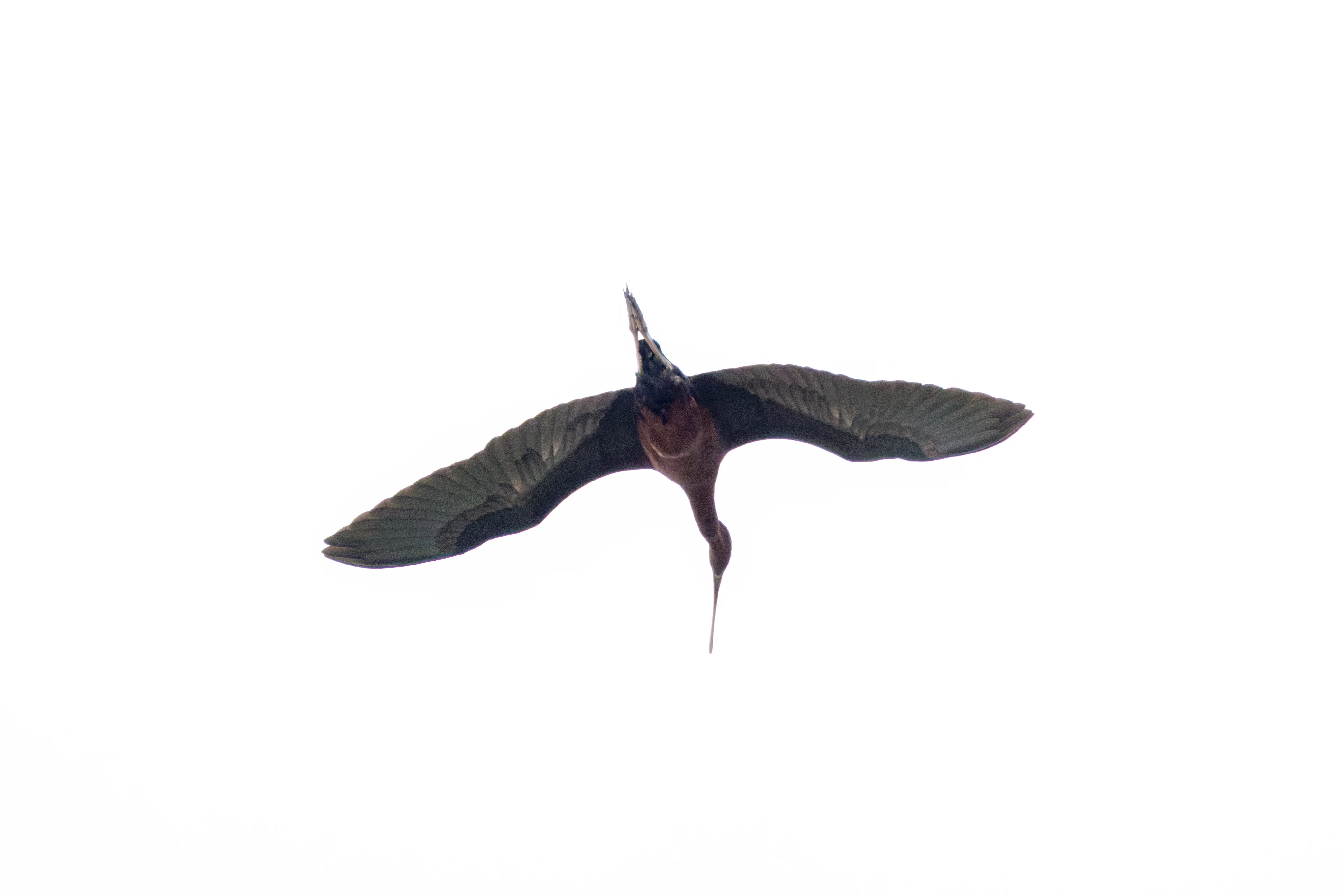 Glossy Ibis, Romania — photo by Orlando Prugel-Bennett