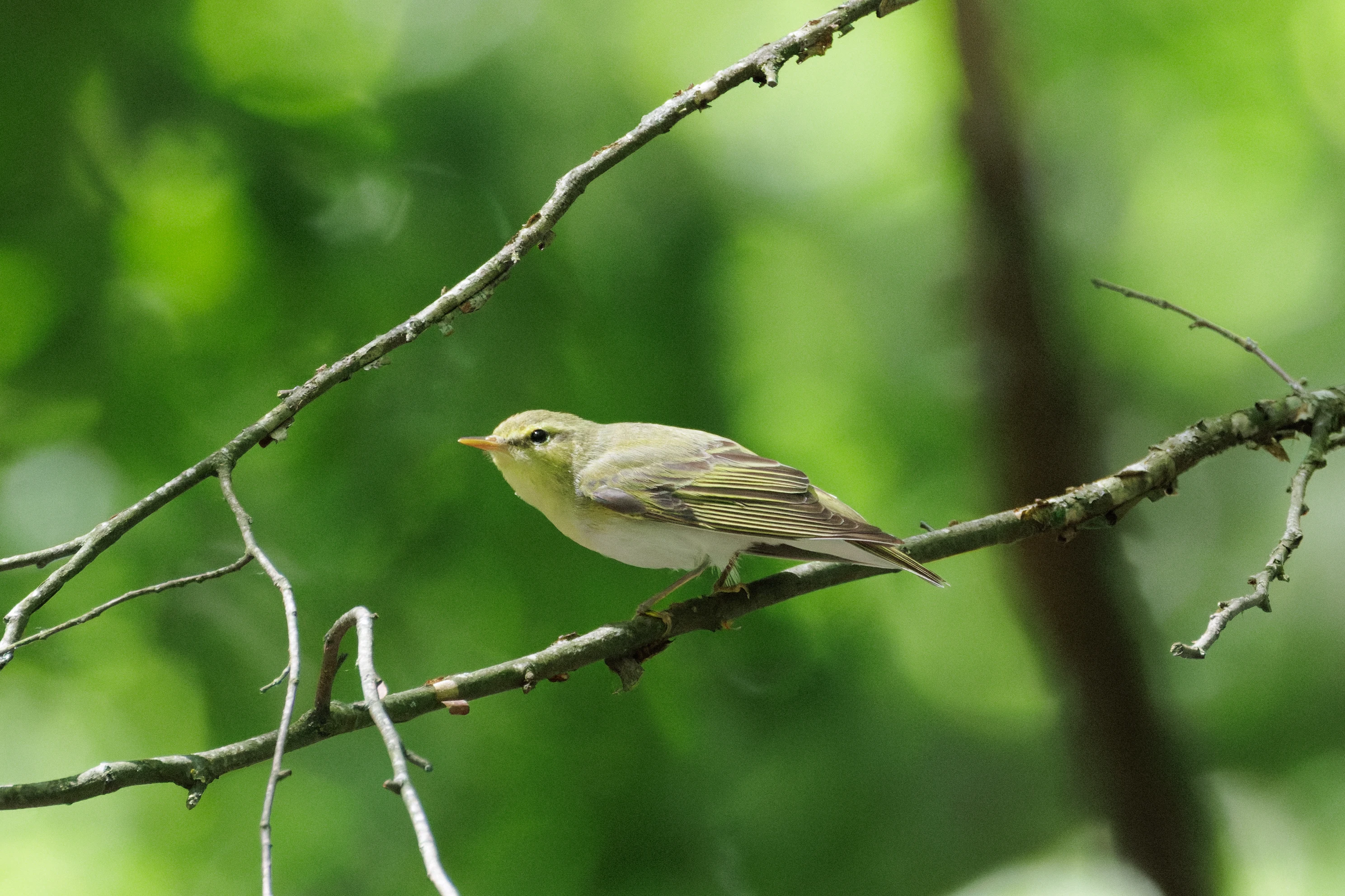 Wood Warbler, Romanian Steppe, Romania — photo by Orlando Prugel-Bennett