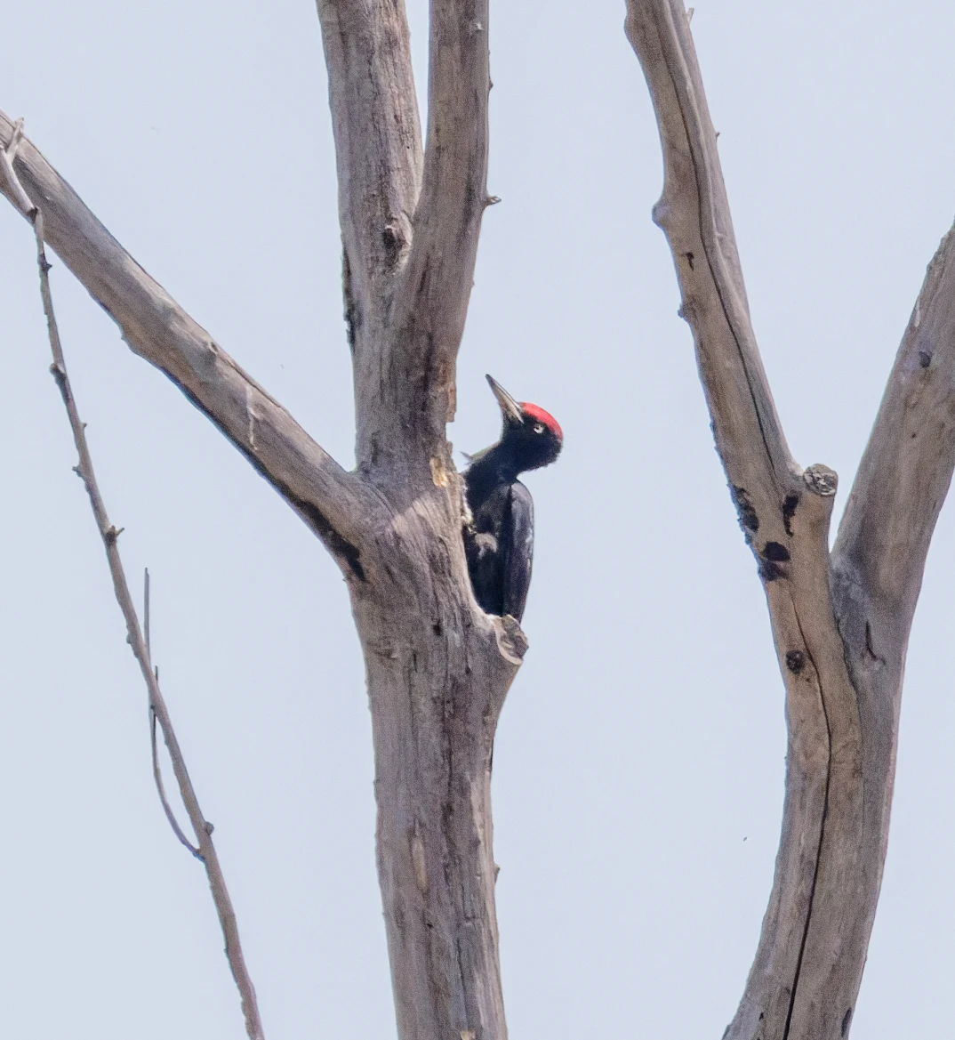 Black Woodpecker, Danube Delta, Romania — photo by Orlando Prugel-Bennett