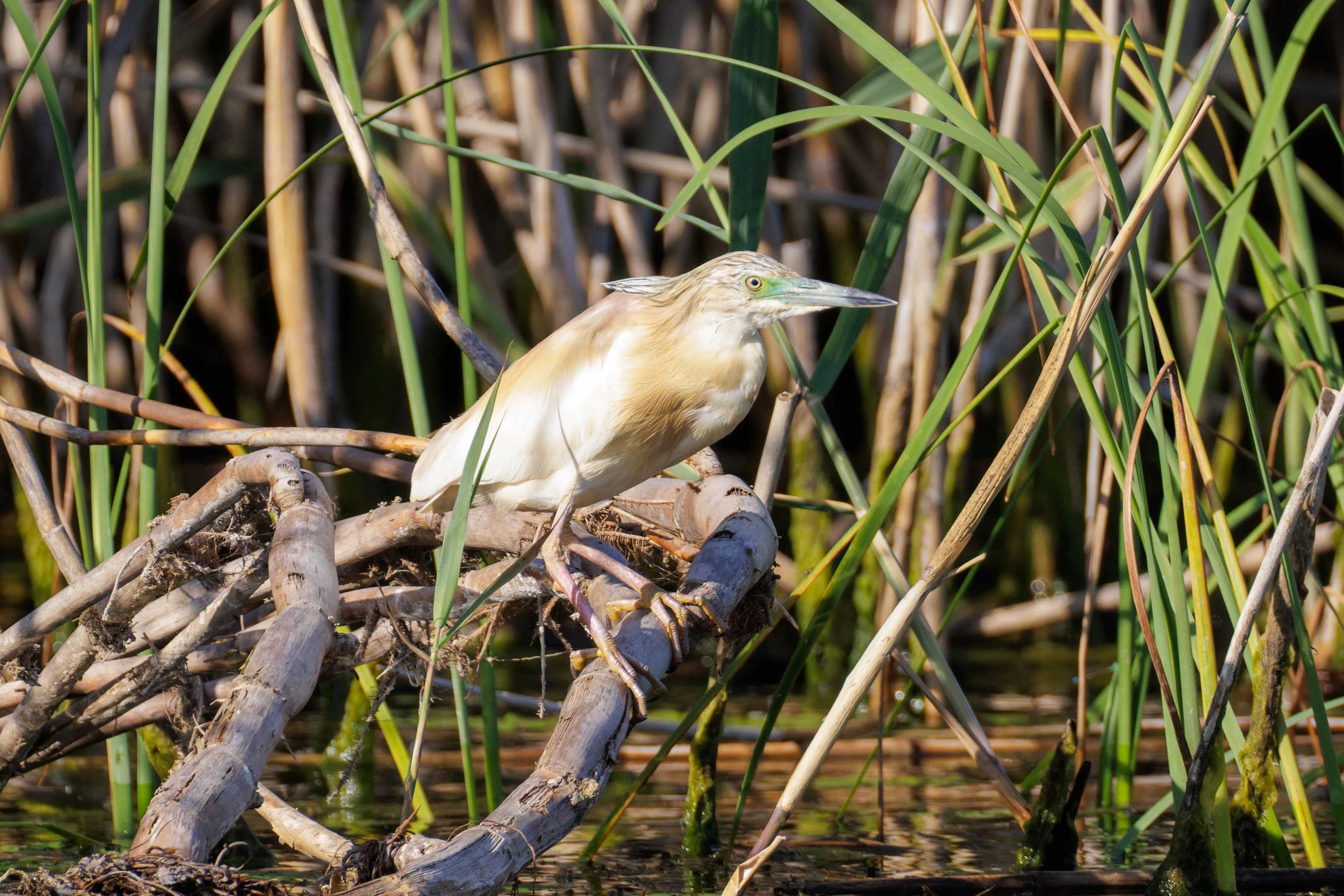 Squacco Heron, Danube Delta, Romania — photo by Orlando Prugel-Bennett