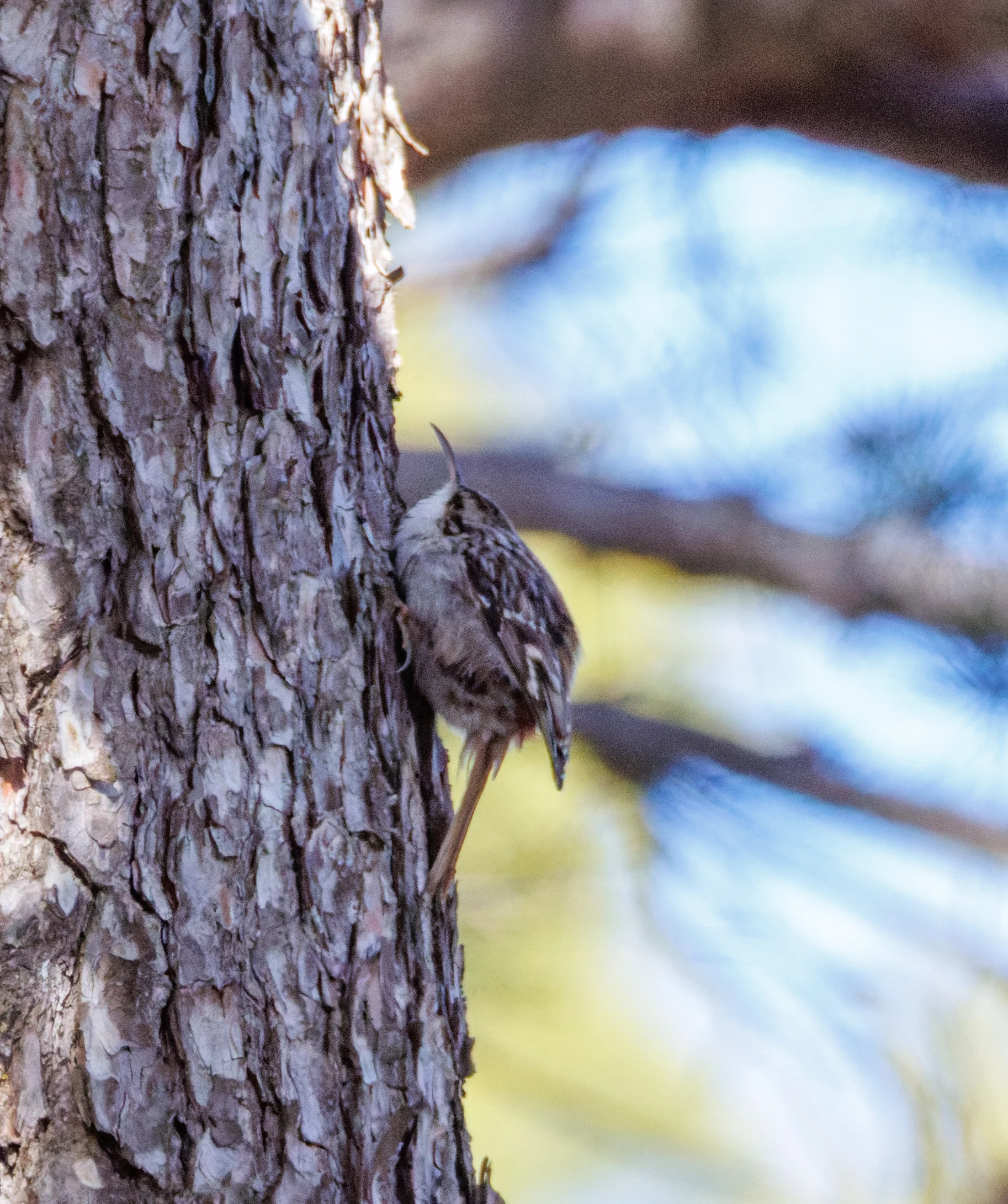 Short-toed Treecreeper, Maigmo, Alicante, Spain — photo by Orlando Prugel-Bennett