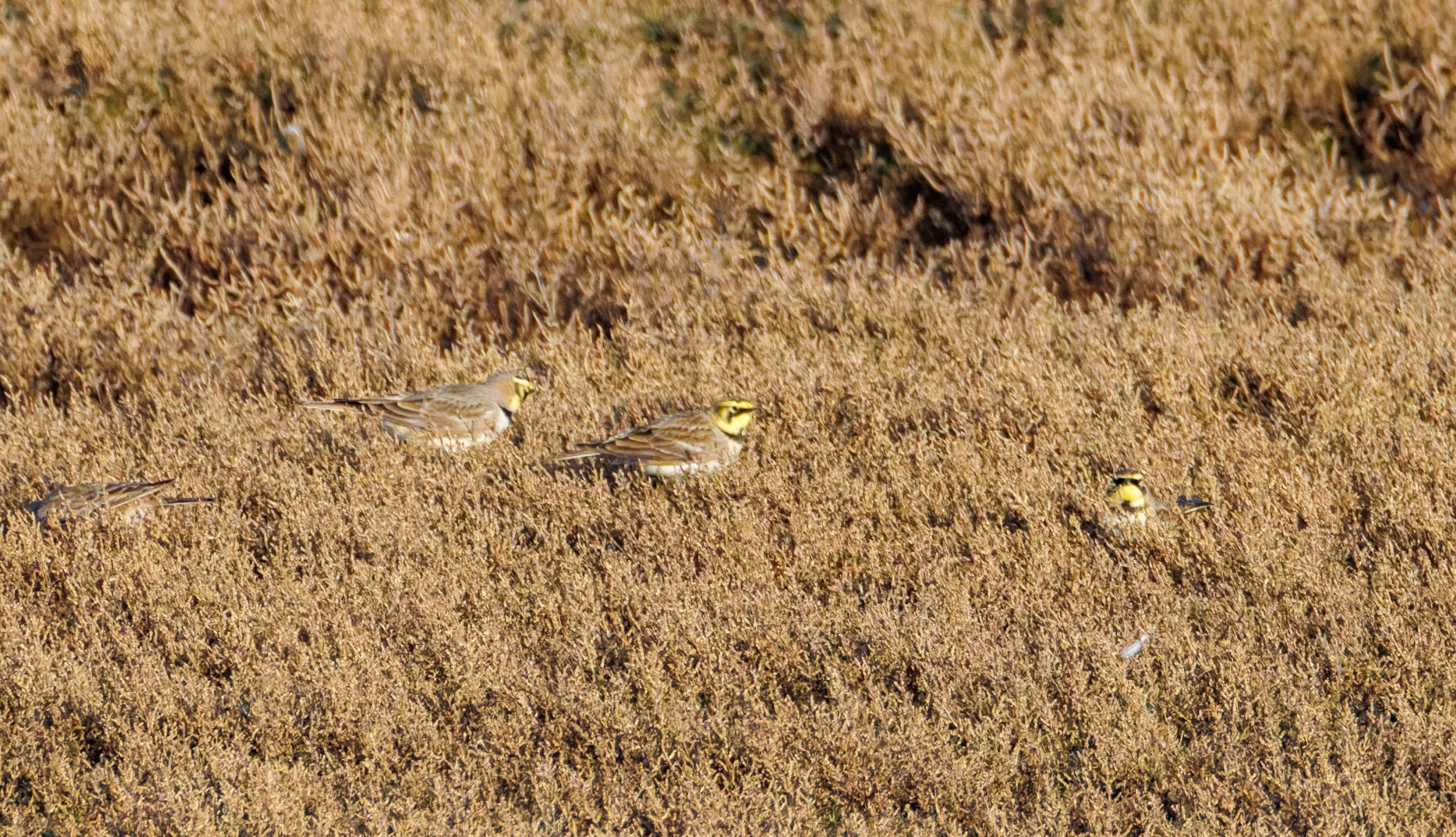 Shore Larks, Zeeland, Netherlands — photo by Orlando Prugel-Bennett