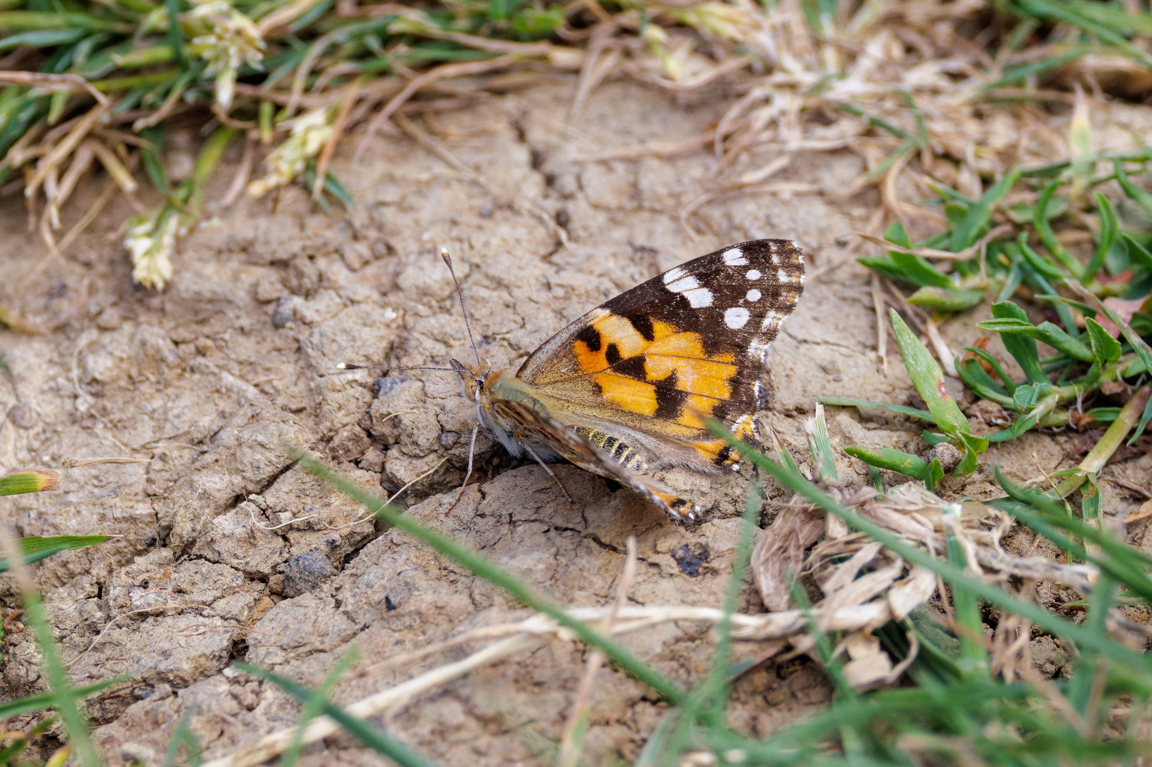 Painted Lady, Knepp, West Sussex, UK — photo by Orlando Prugel-Bennett