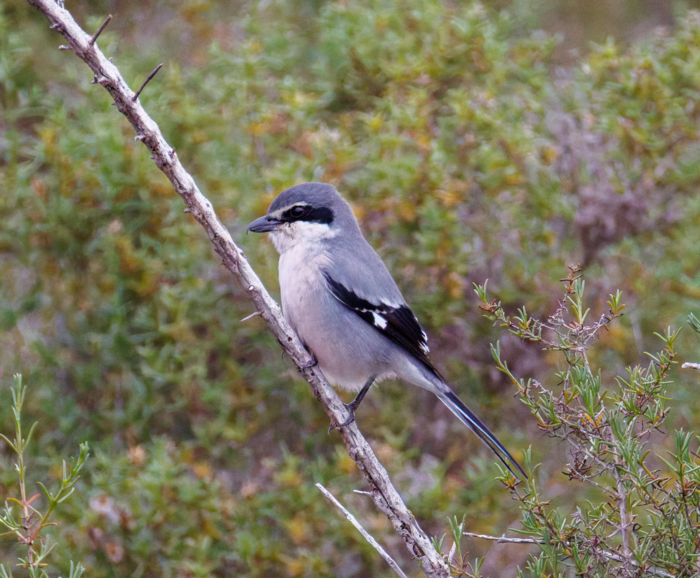 Iberian Grey Shrike, Clot de Galvany, Alicante, Spain — photo by Orlando Prugel-Bennett