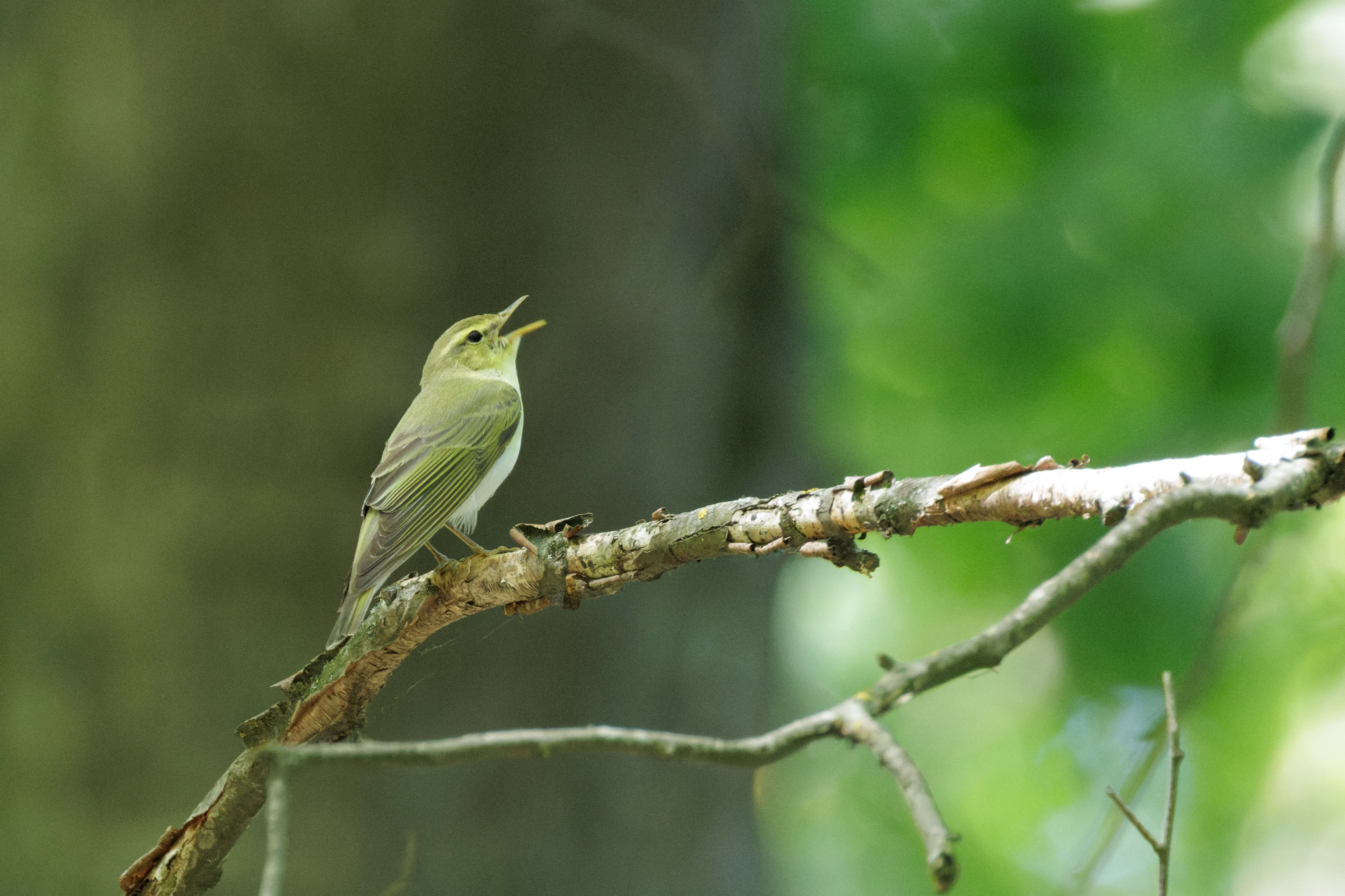 Wood Warbler, Romanian Steppe, Romania — photo by Orlando Prugel-Bennett