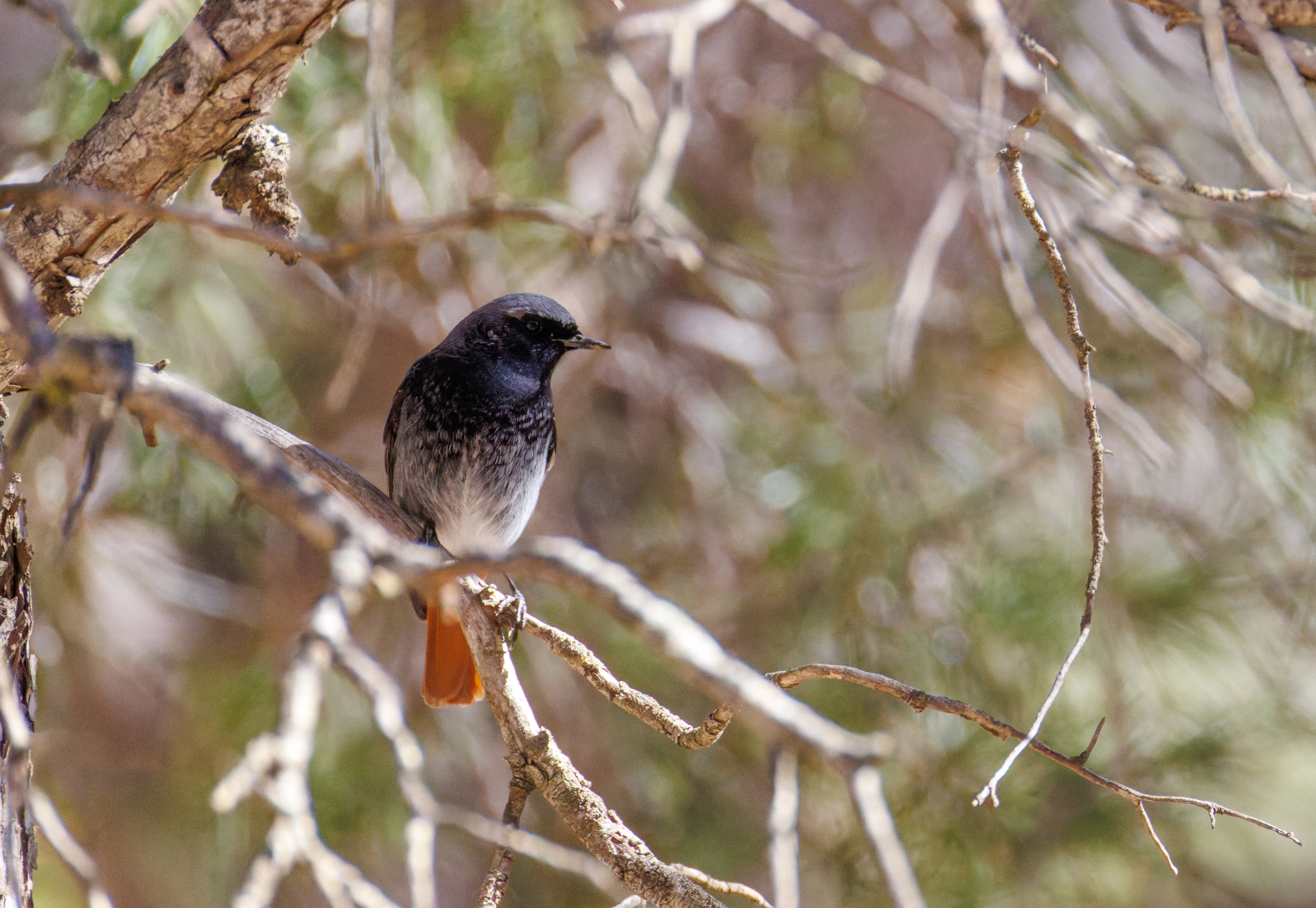 Black Redstart, Maigmo, Alicante, Spain — photo by Orlando Prugel-Bennett