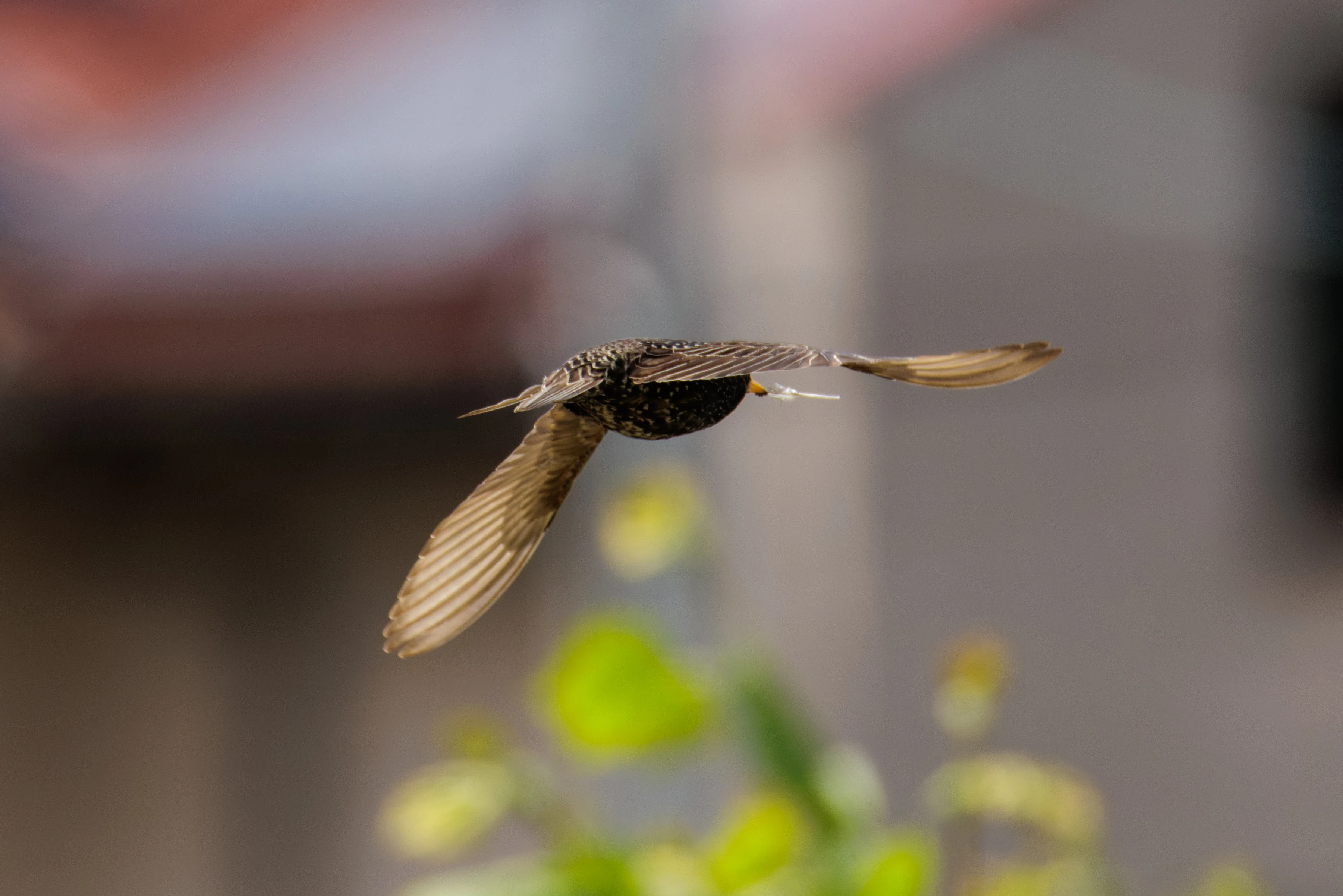 Common Starling in flight, Romania — photo by Orlando Prugel-Bennett