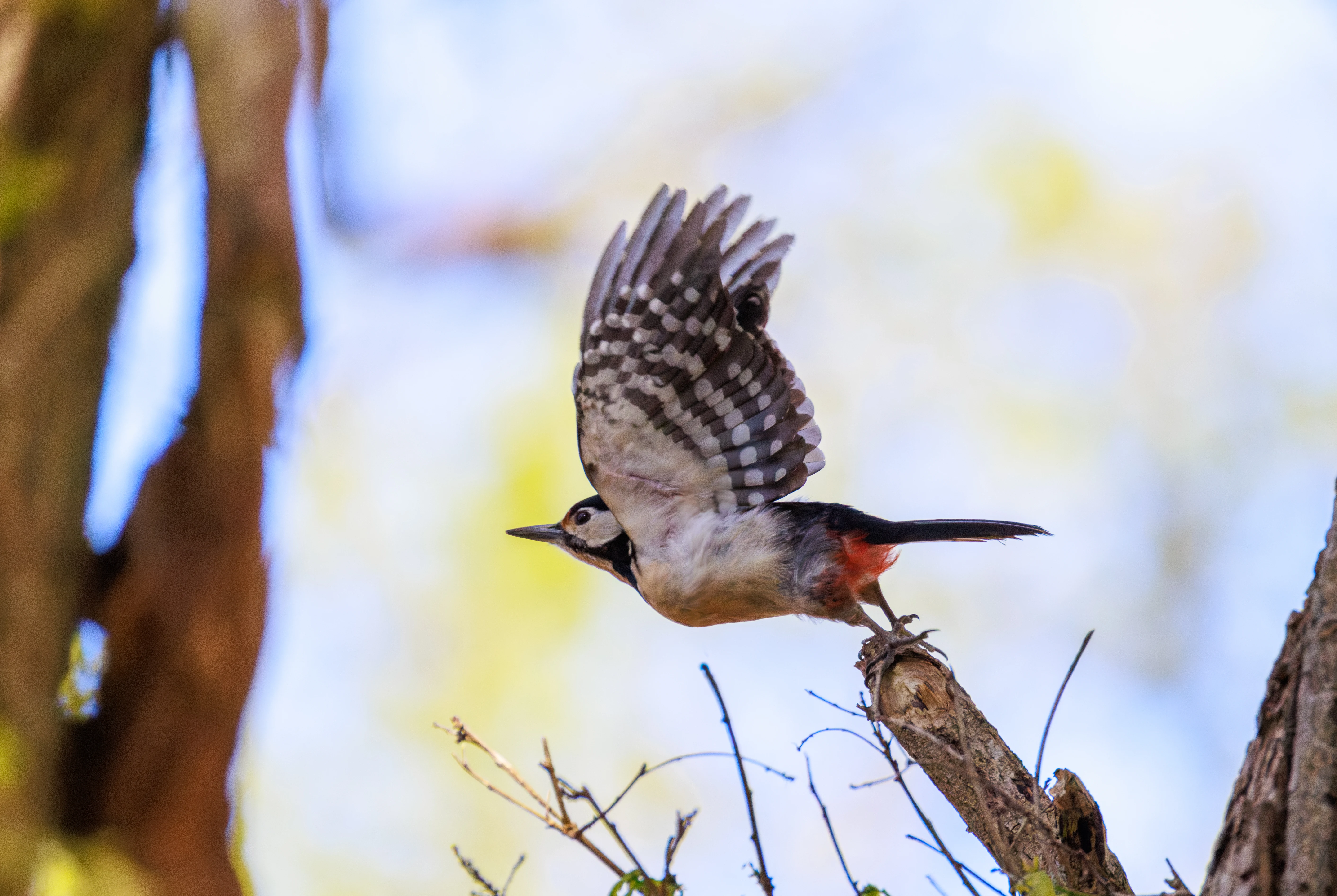 Great Spotted Woodpecker in flight, Pig Bush, Hampshire, UK — photo by Orlando Prugel-Bennett