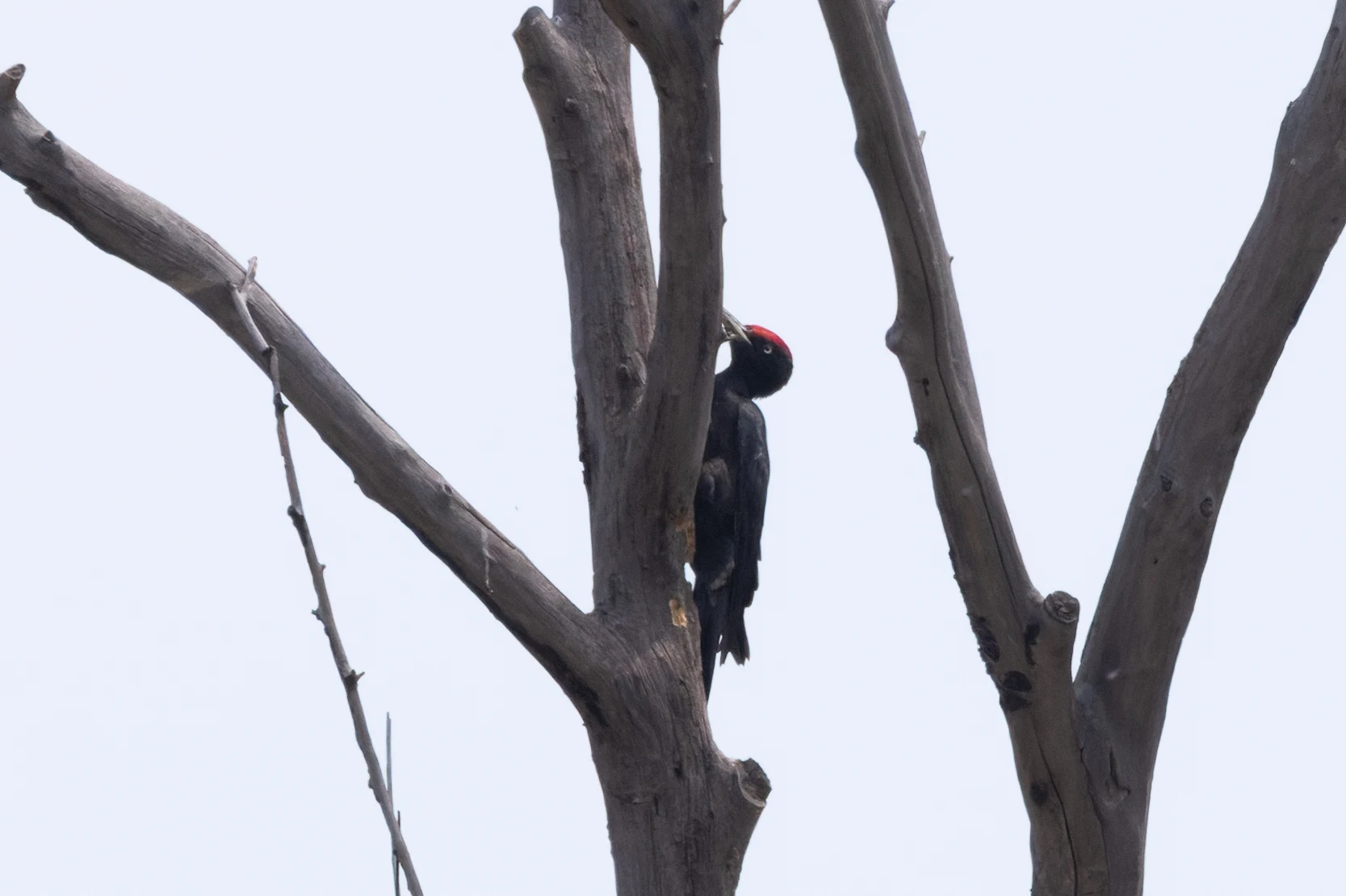 Black Woodpecker, Danube Delta, Romania — photo by Orlando Prugel-Bennett