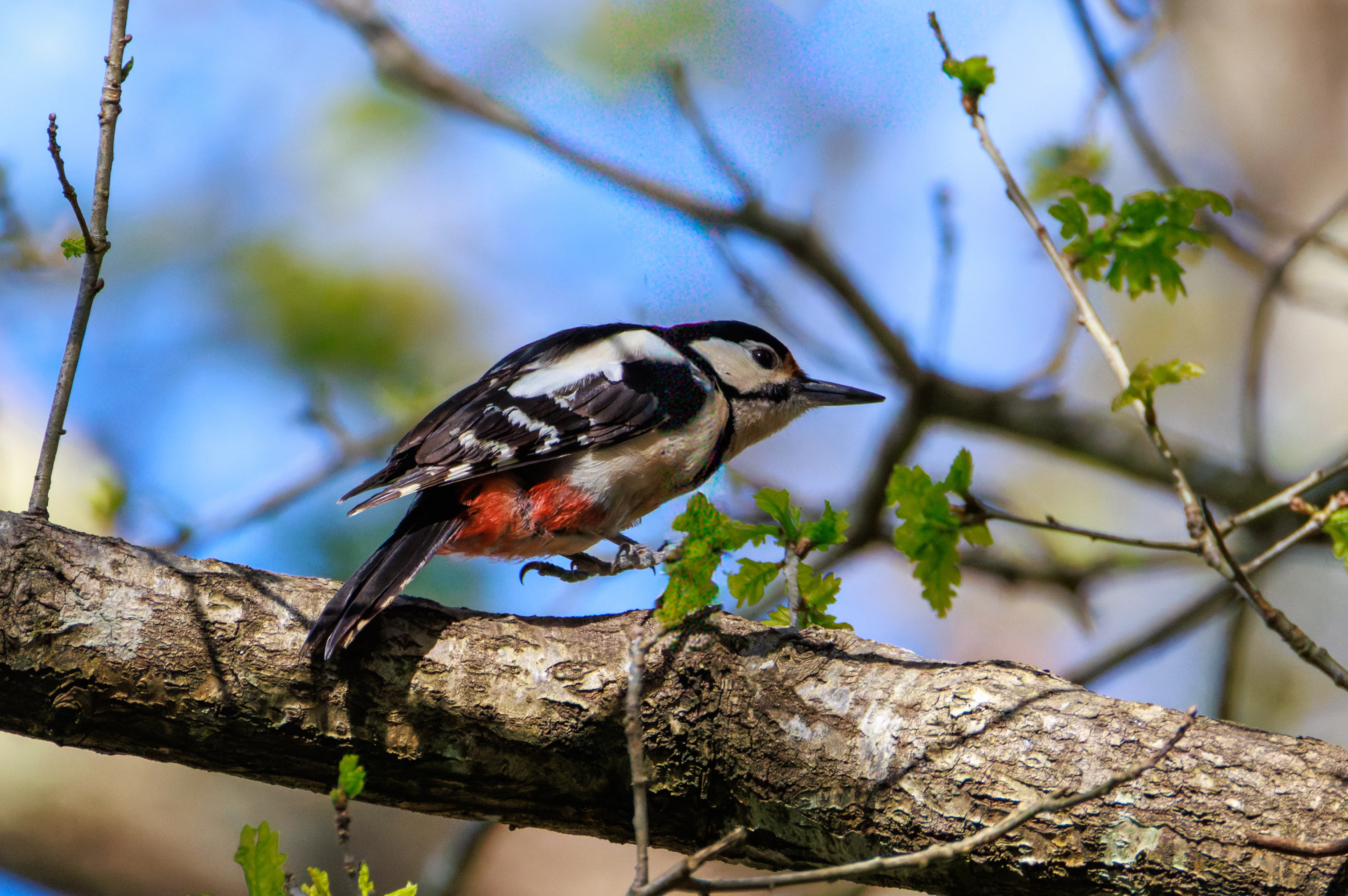 Great Spotted Woodpecker, Pig Bush, Hampshire, UK — photo by Orlando Prugel-Bennett