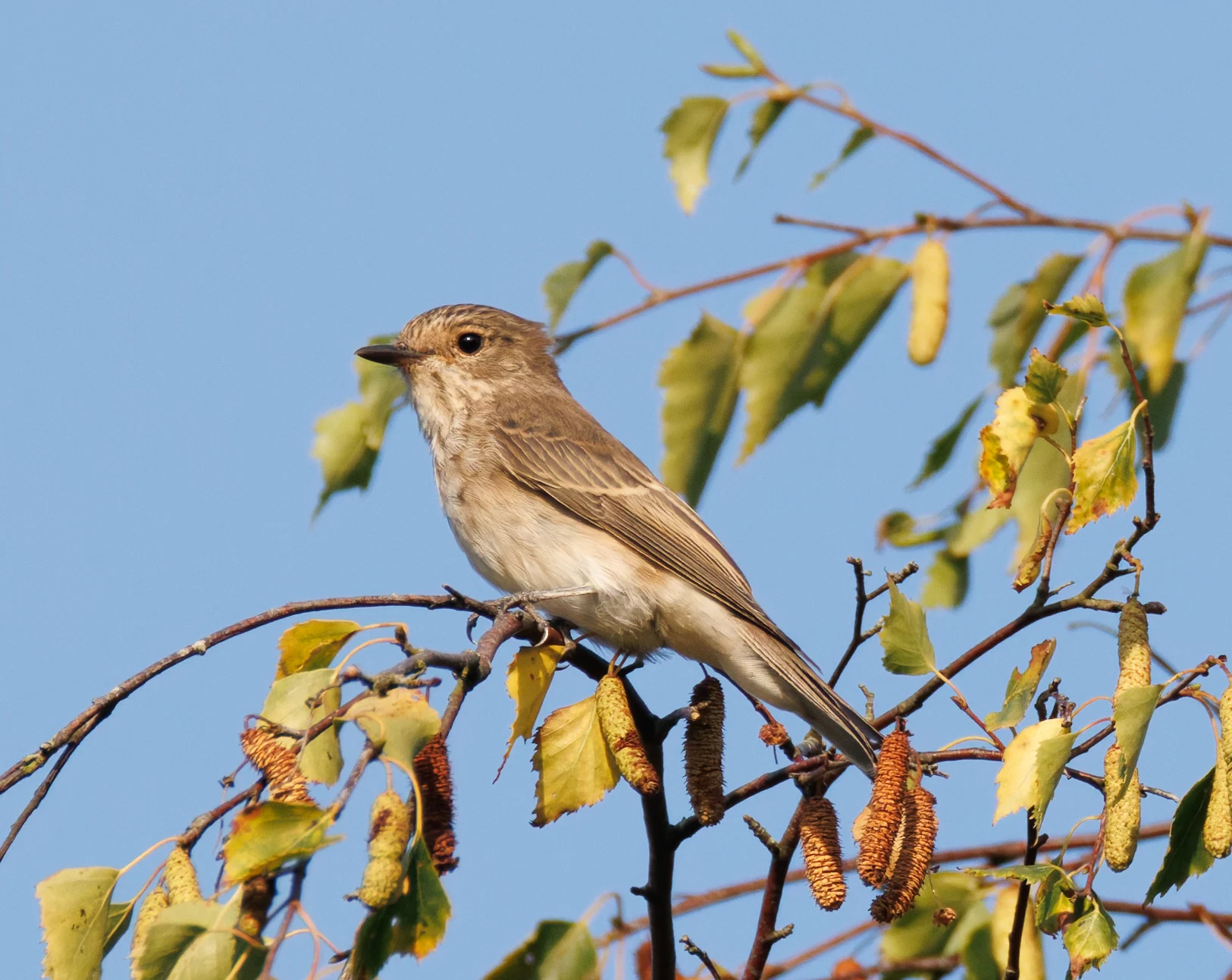 Spotted Flycatcher, Pig Bush, Hampshire, UK — photo by Orlando Prugel-Bennett