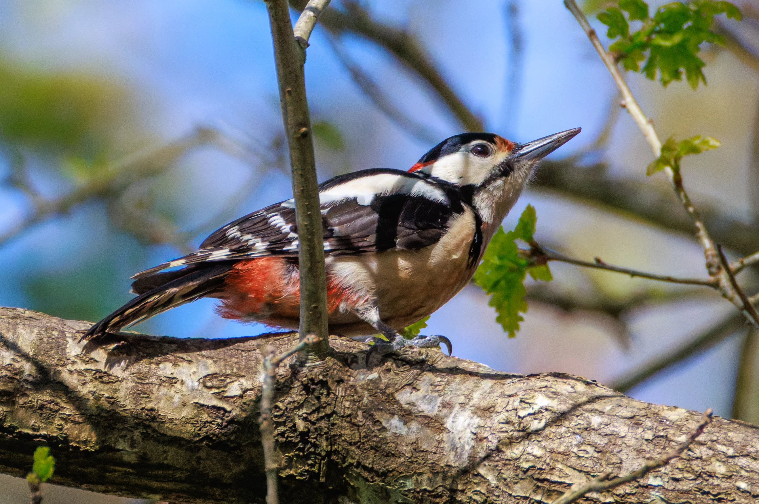 Great Spotted Woodpecker, Pig Bush, Hampshire, UK — photo by Orlando Prugel-Bennett