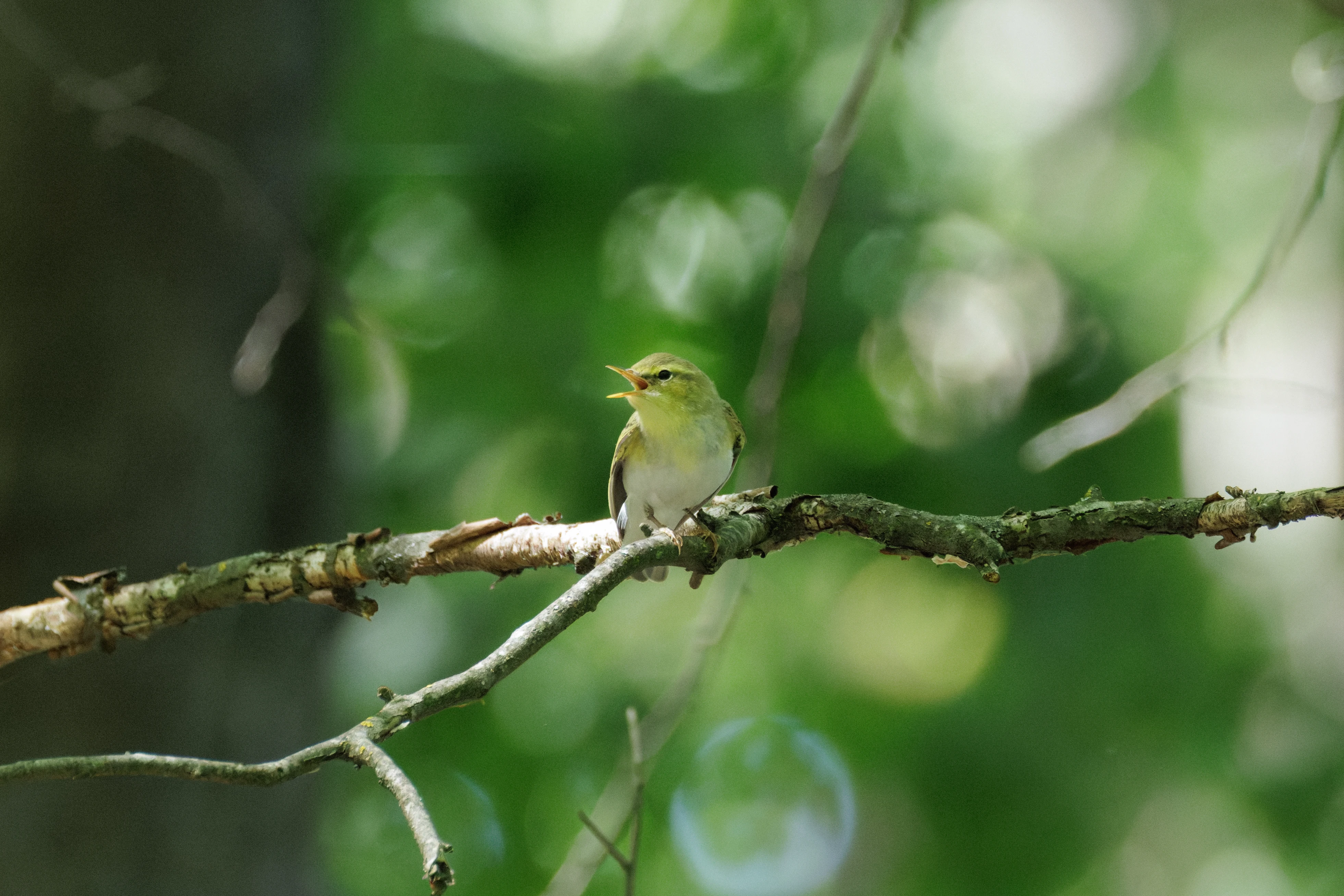 Wood Warbler, Romanian Steppe, Romania — photo by Orlando Prugel-Bennett