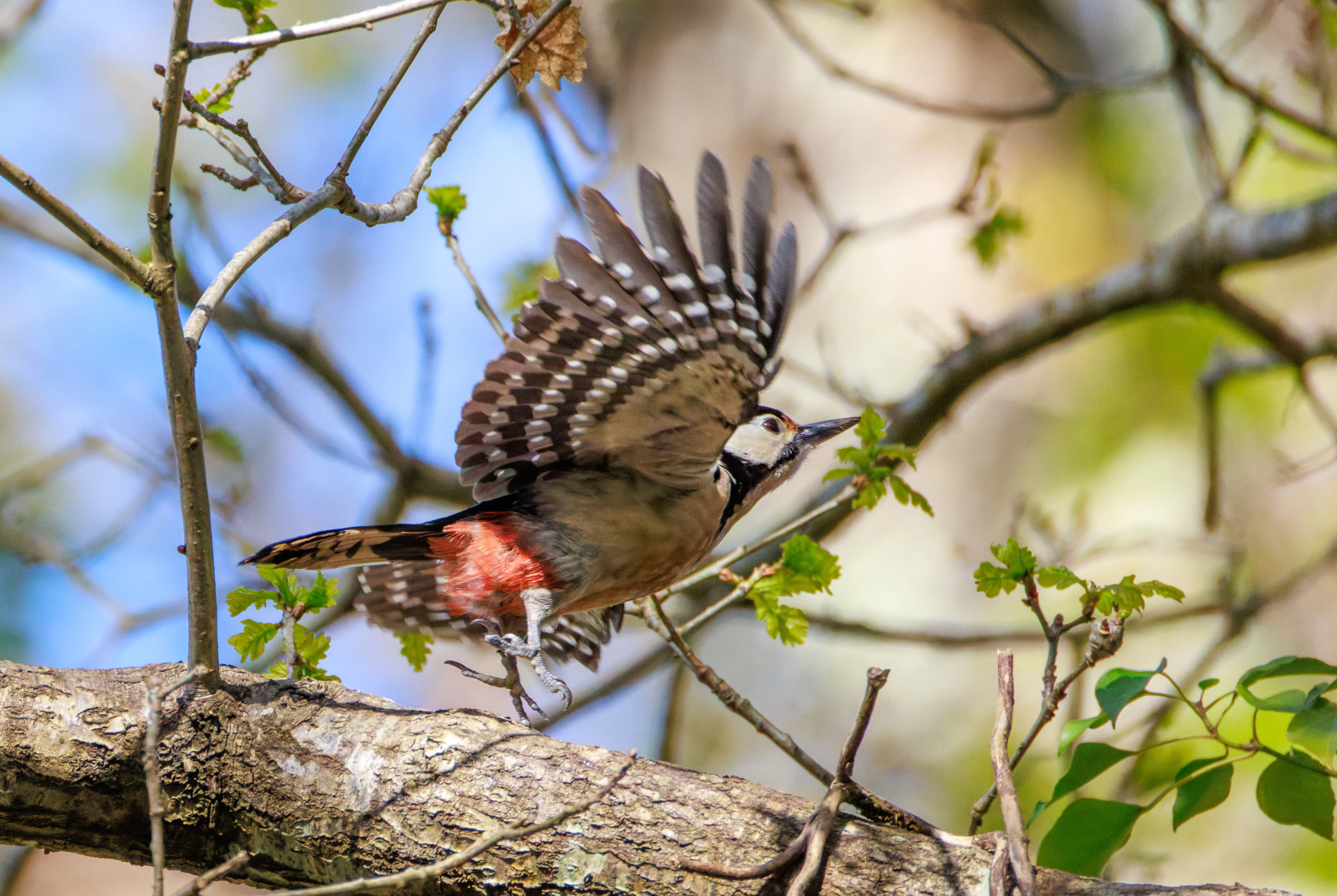 Great Spotted Woodpecker in flight, Pig Bush, Hampshire, UK — photo by Orlando Prugel-Bennett