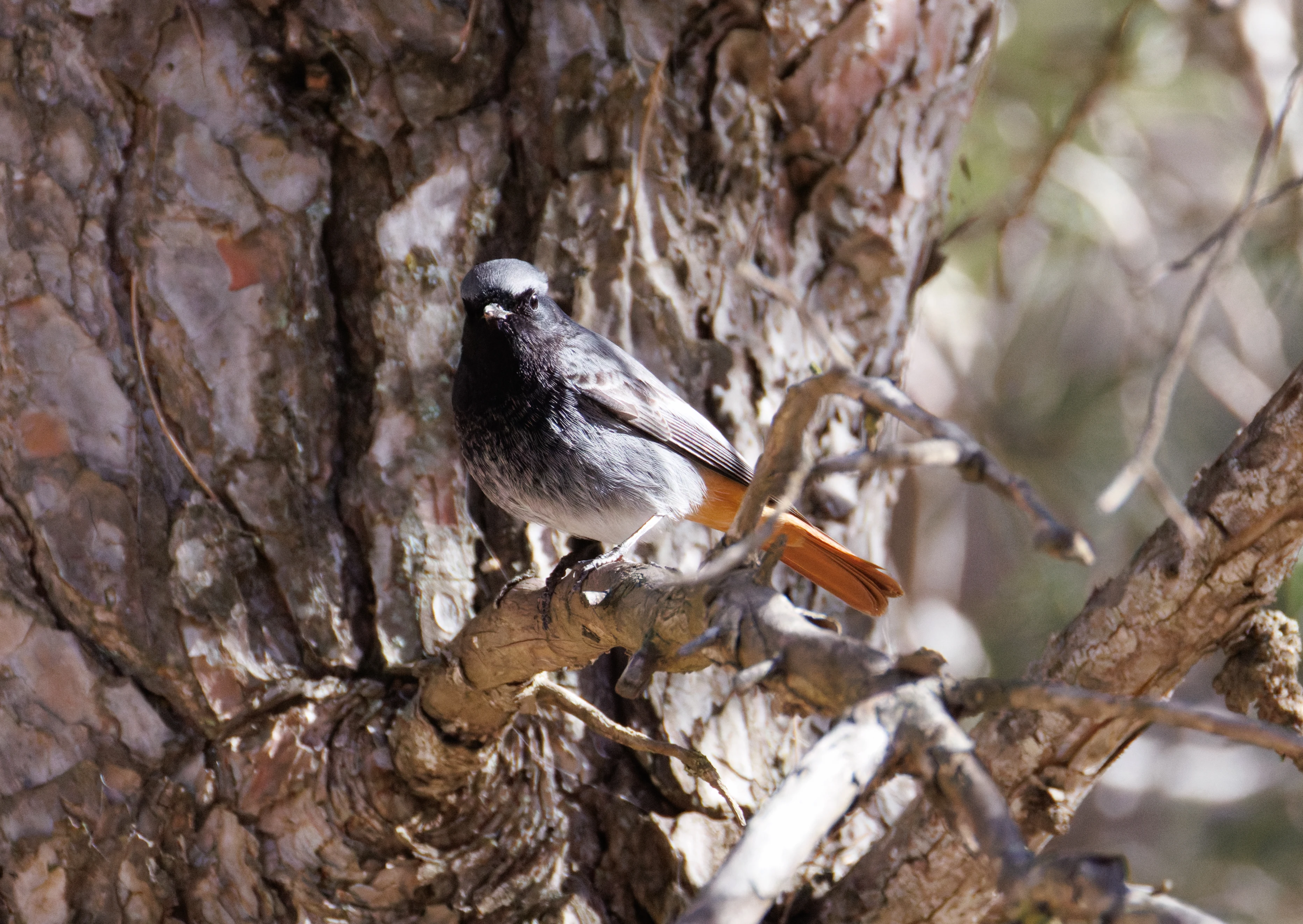 Black Redstart, Maigmo, Alicante, Spain — photo by Orlando Prugel-Bennett
