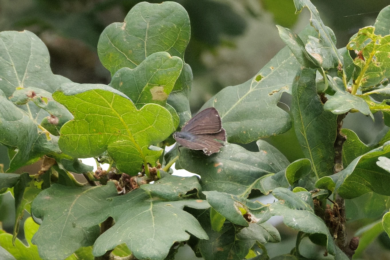 Purple Hairstreak, Knepp, West Sussex, UK — photo by Orlando Prugel-Bennett