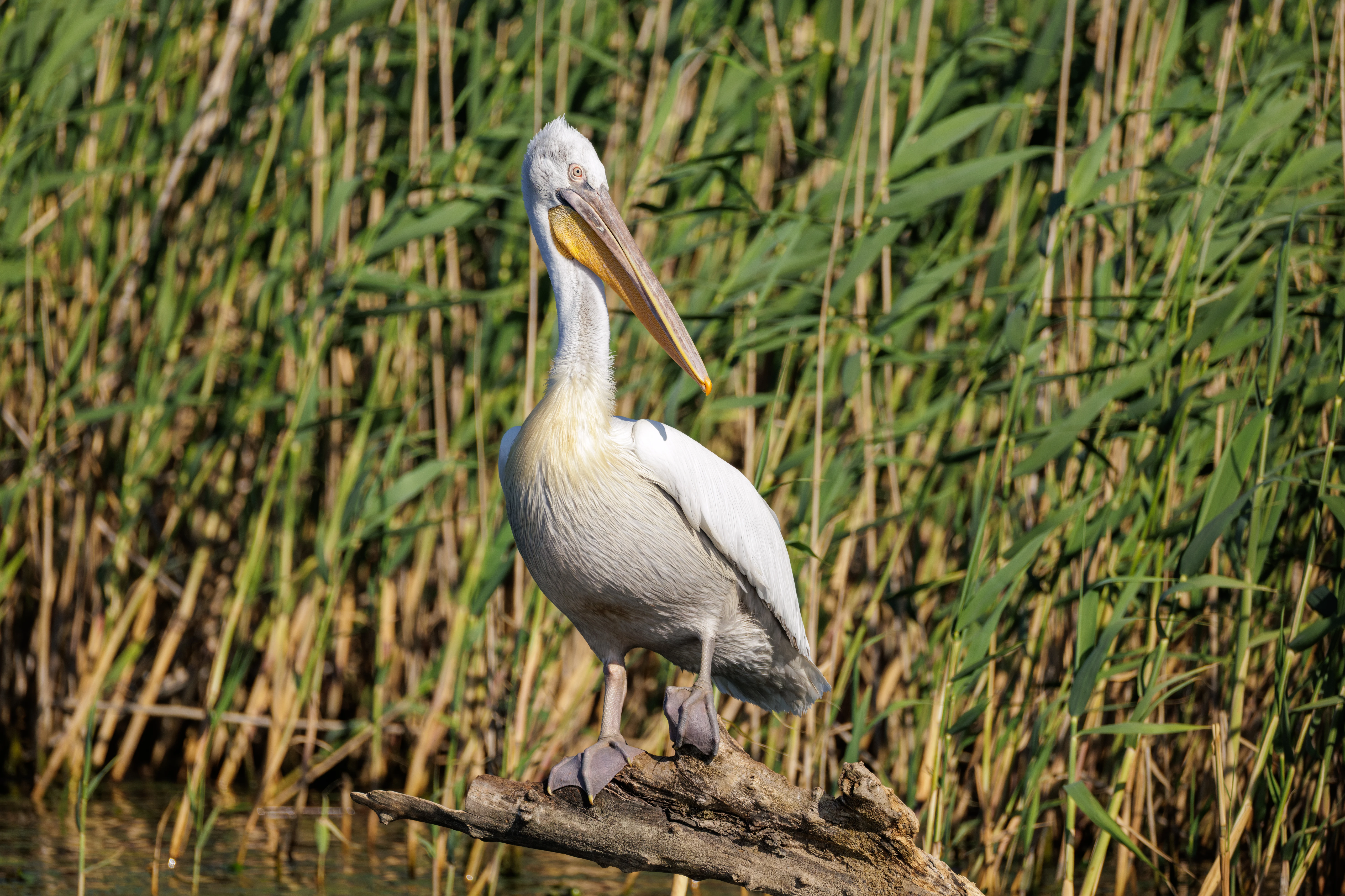 Great-white Pelican, Danube Delta, Romania — photo by Orlando Prugel-Bennett
