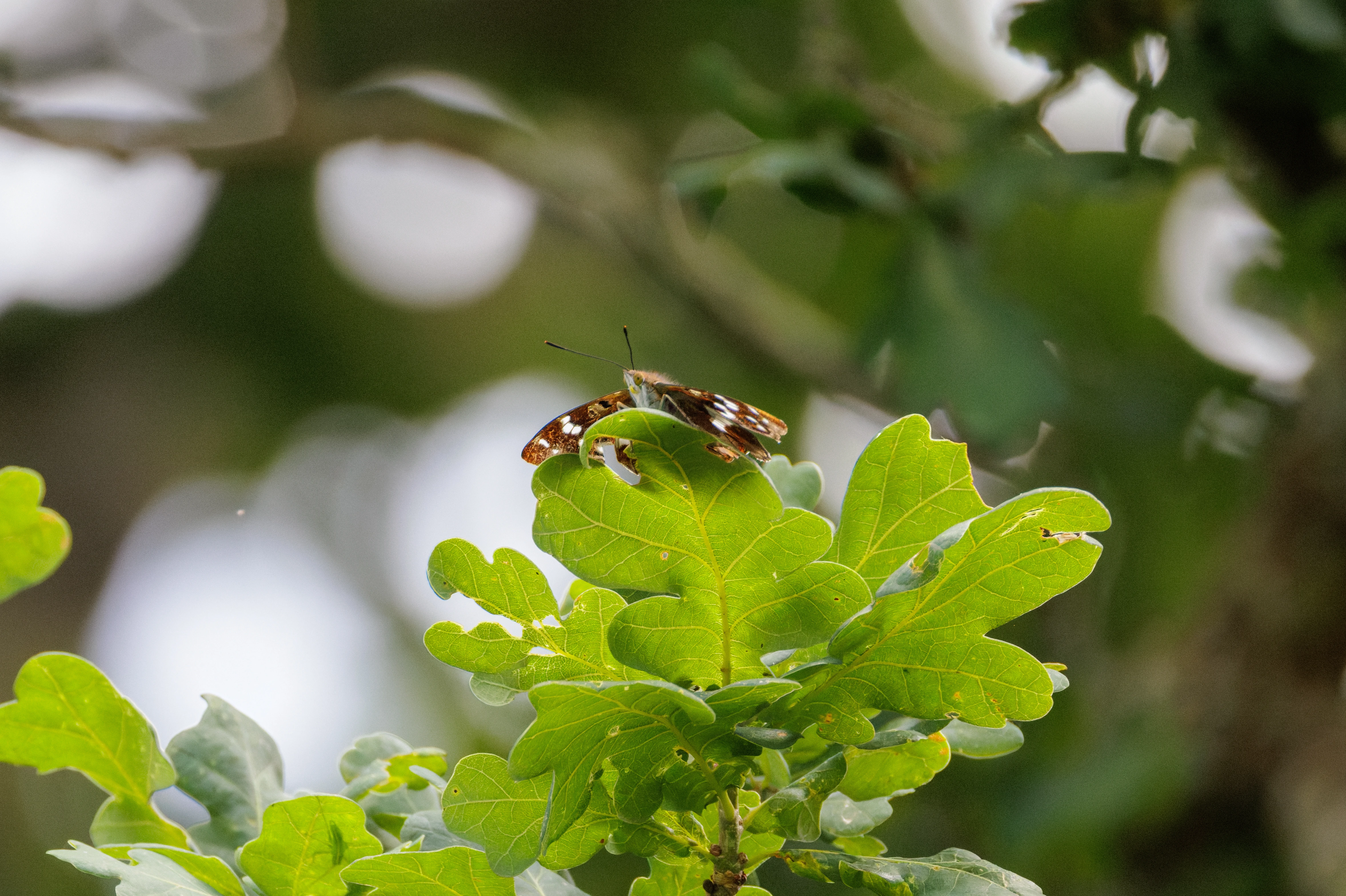 Purple Emperor on oak leaves, Knepp, West Sussex, UK — photo by Orlando Prugel-Bennett