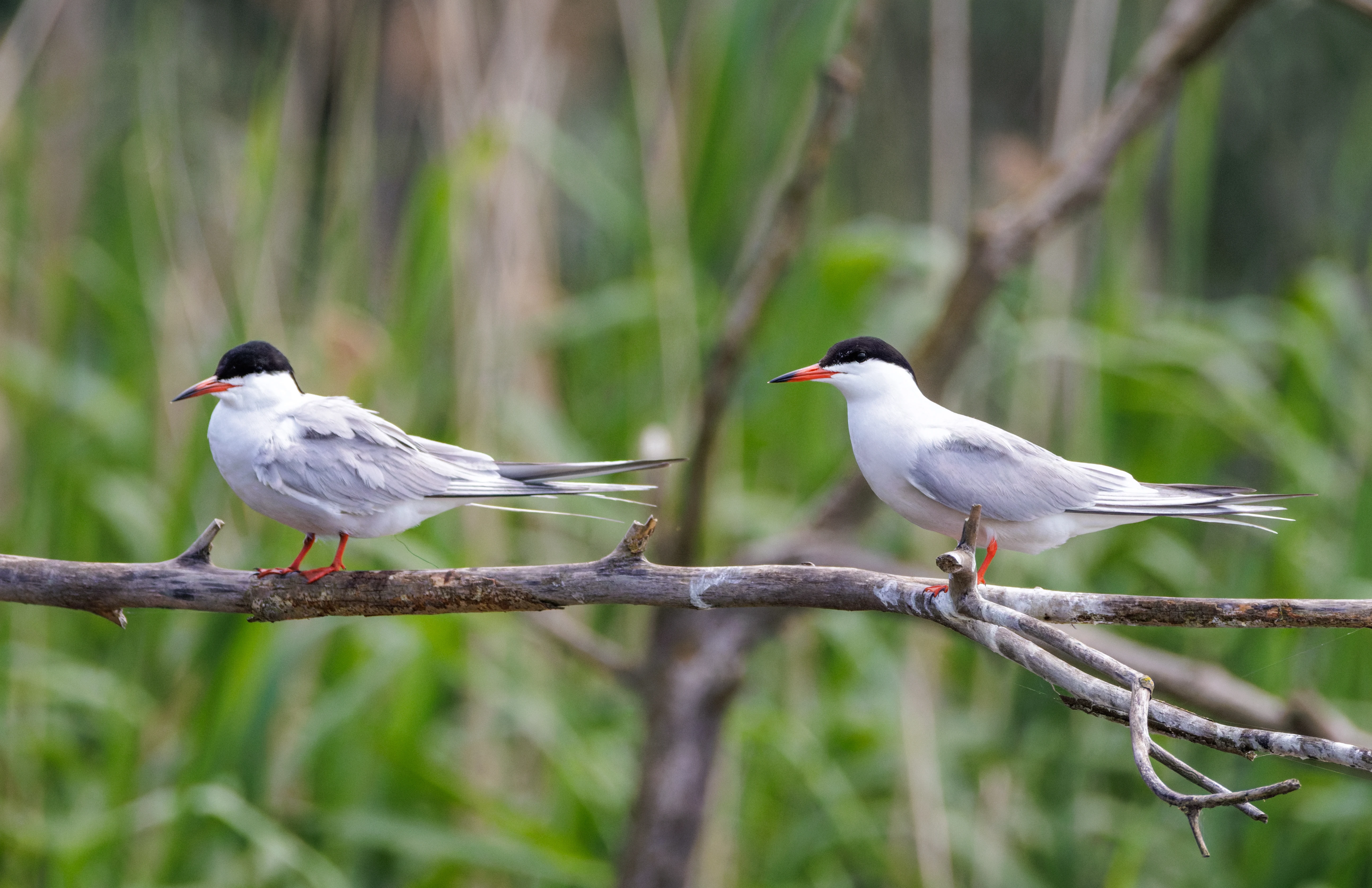 Whiskered Terns, Danube Delta, Romania — photo by Orlando Prugel-Bennett