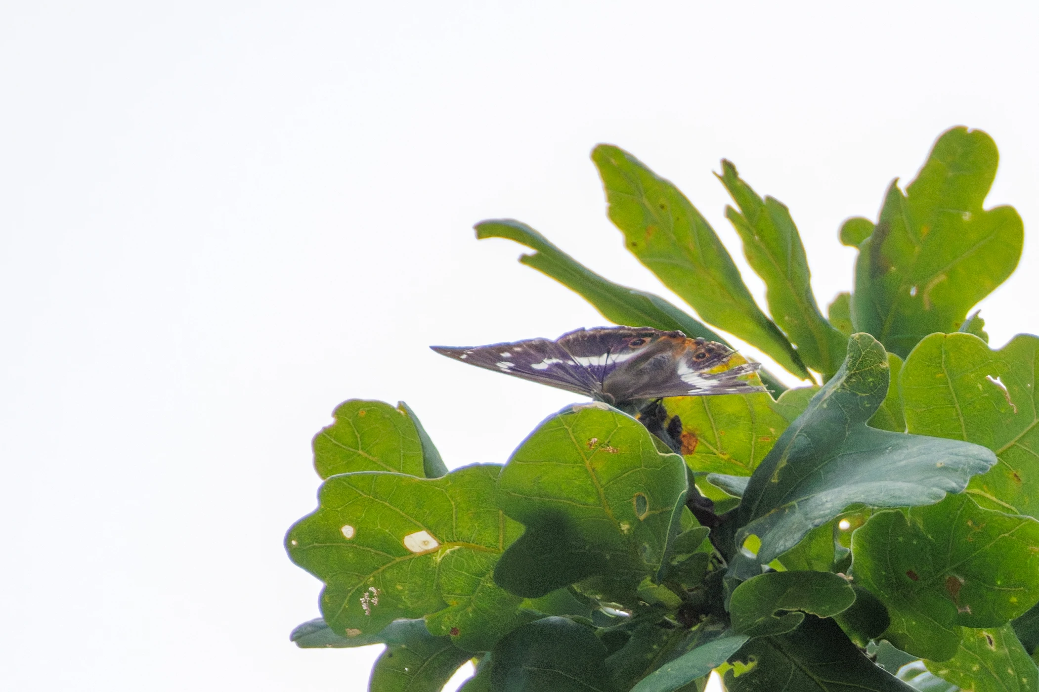 Purple Emperor, Knepp, West Sussex, UK — photo by Orlando Prugel-Bennett