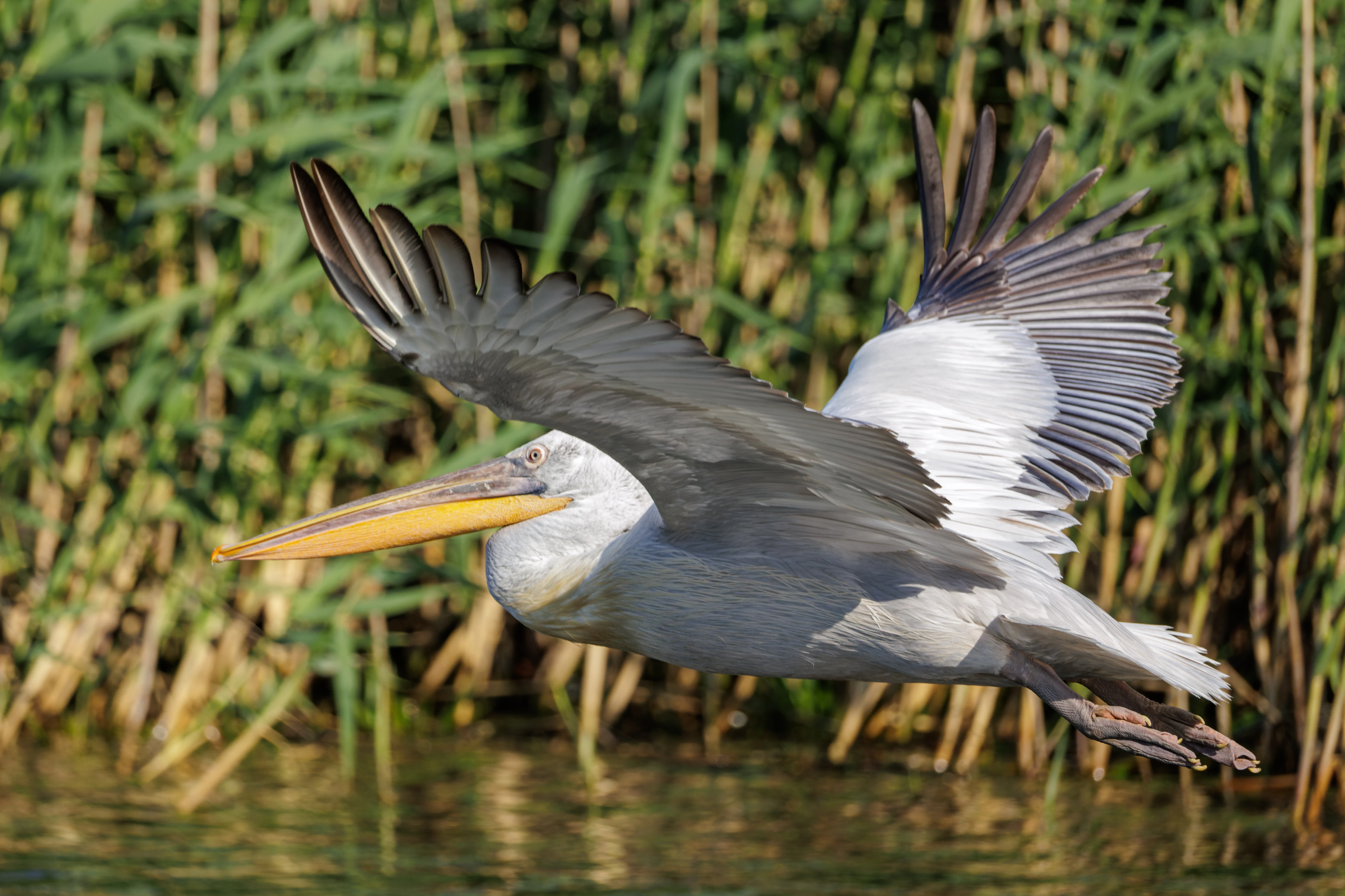 Great-white Pelican, Danube Delta, Romania — photo by Orlando Prugel-Bennett