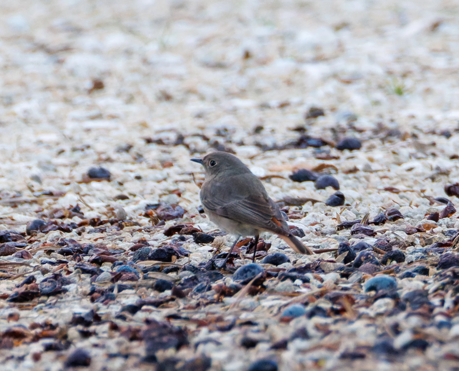 Black Redstart, Clot de Galvany, Alicante, Spain — photo by Orlando Prugel-Bennett