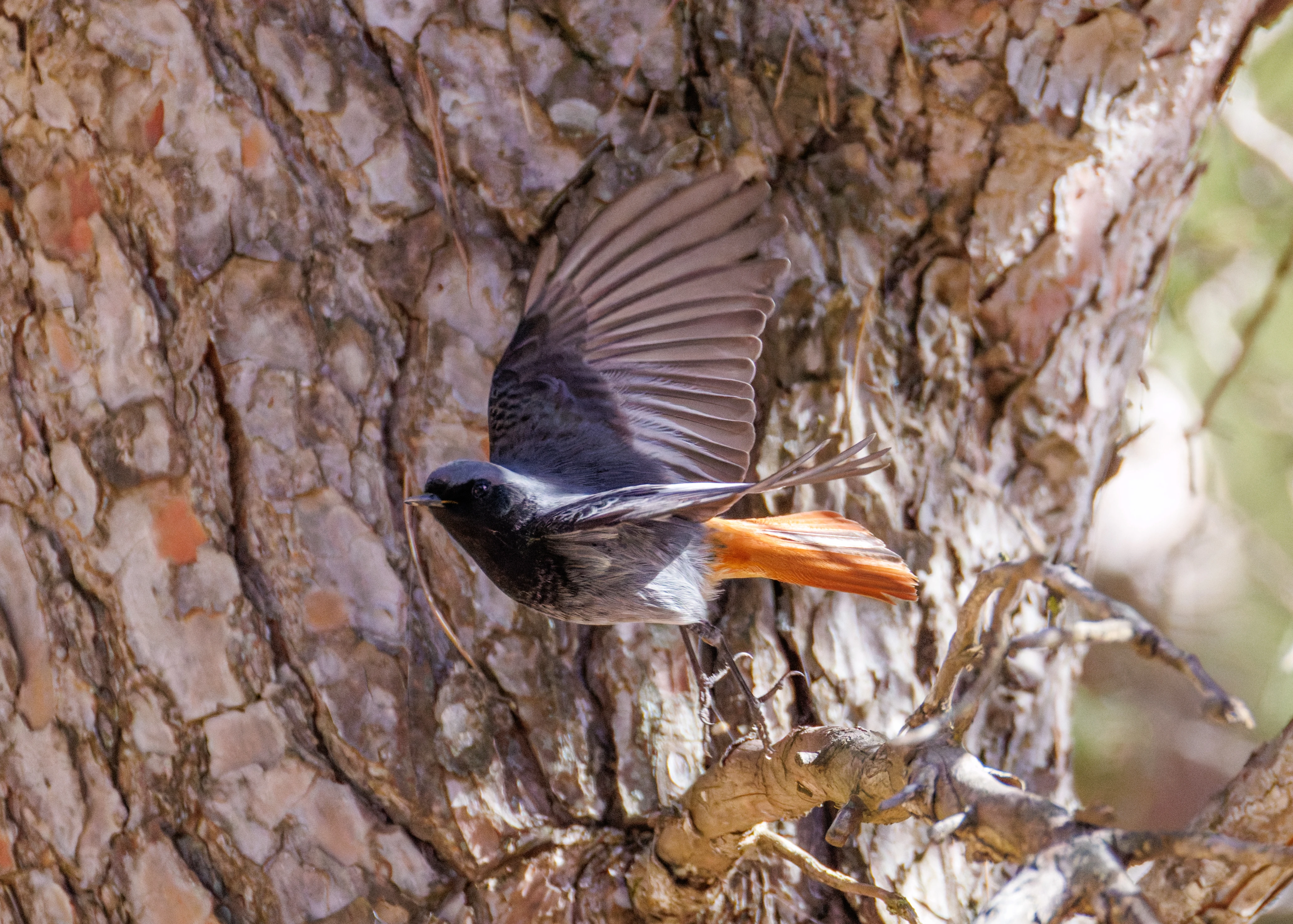 Black Redstart, Maigmo, Alicante, Spain — photo by Orlando Prugel-Bennett