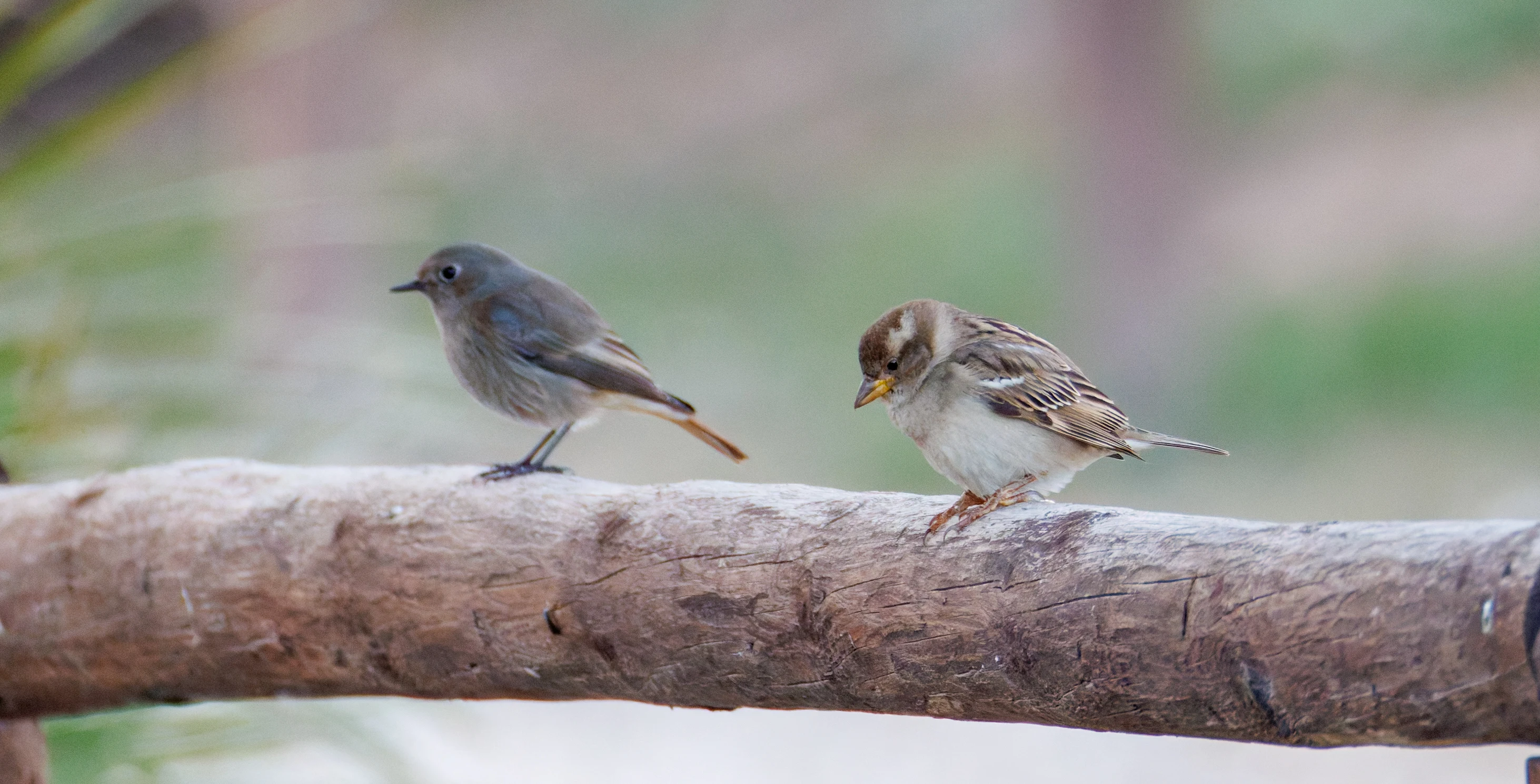 Black Redstart and Spanish Sparrow, Clot de Galvany, Alicante, Spain — photo by Orlando Prugel-Bennett