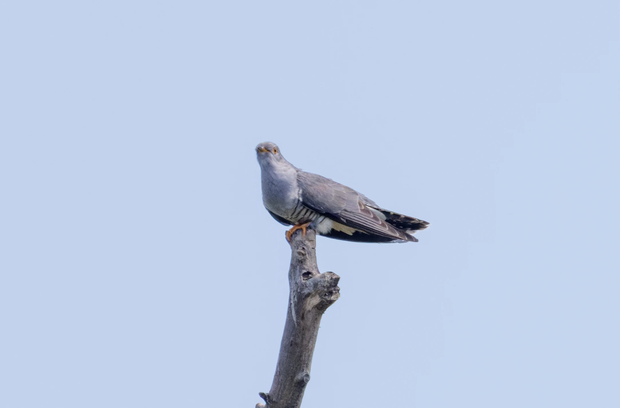 Common Cuckoo, Danube Delta, Romania — photo by Orlando Prugel-Bennett