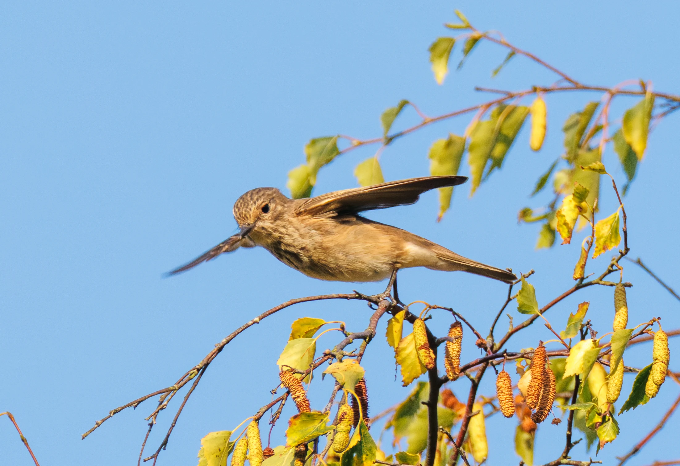 European Stonechat, Pig Bush, Hampshire, UK — photo by Orlando Prugel-Bennett