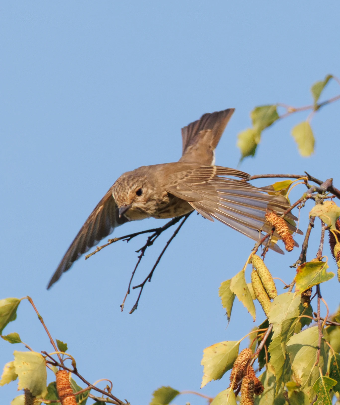 Juvenile European Stonechat, Pig Bush, Hampshire, UK — photo by Orlando Prugel-Bennett