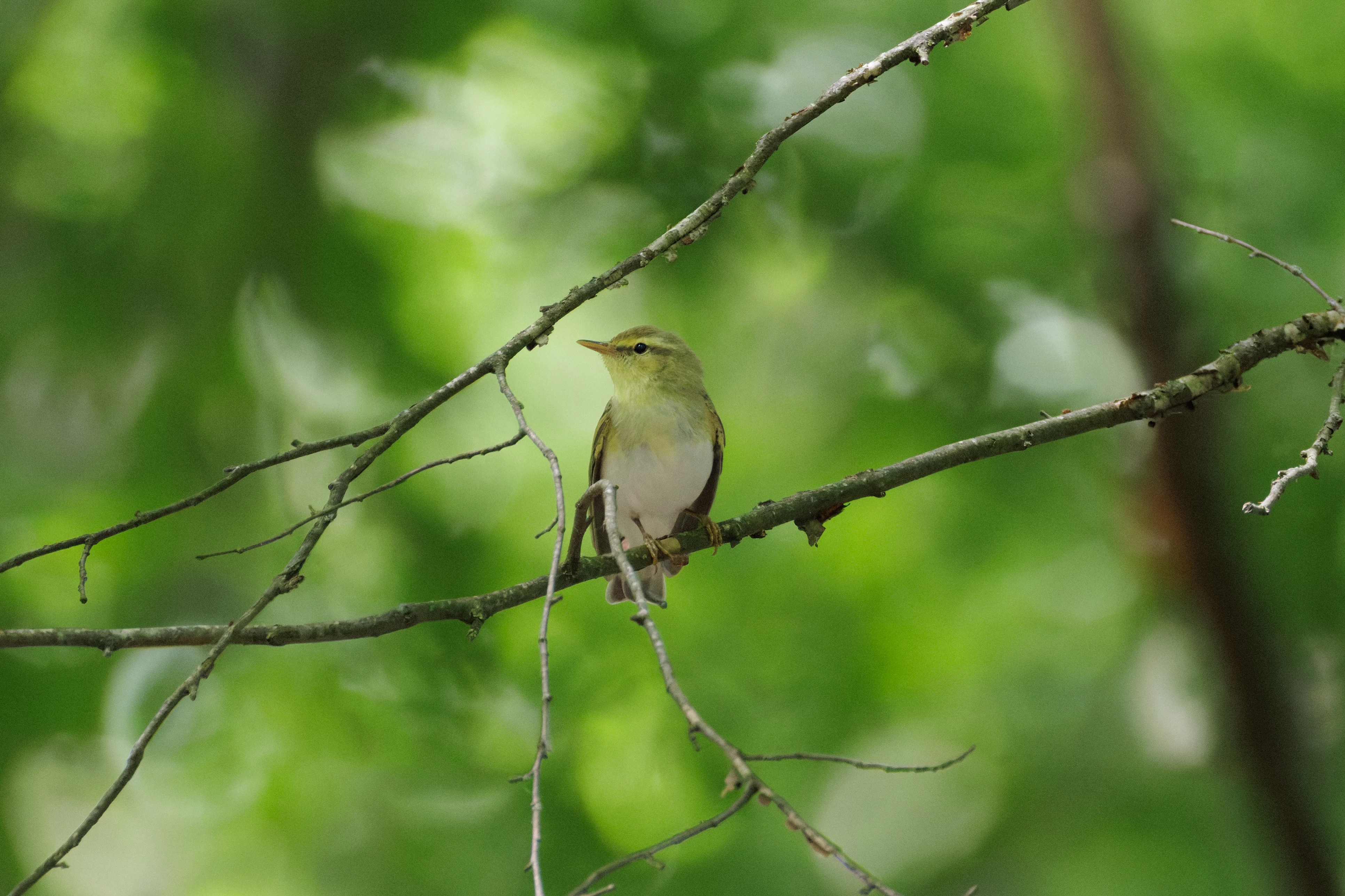 Wood Warbler, Romanian Steppe, Romania — photo by Orlando Prugel-Bennett