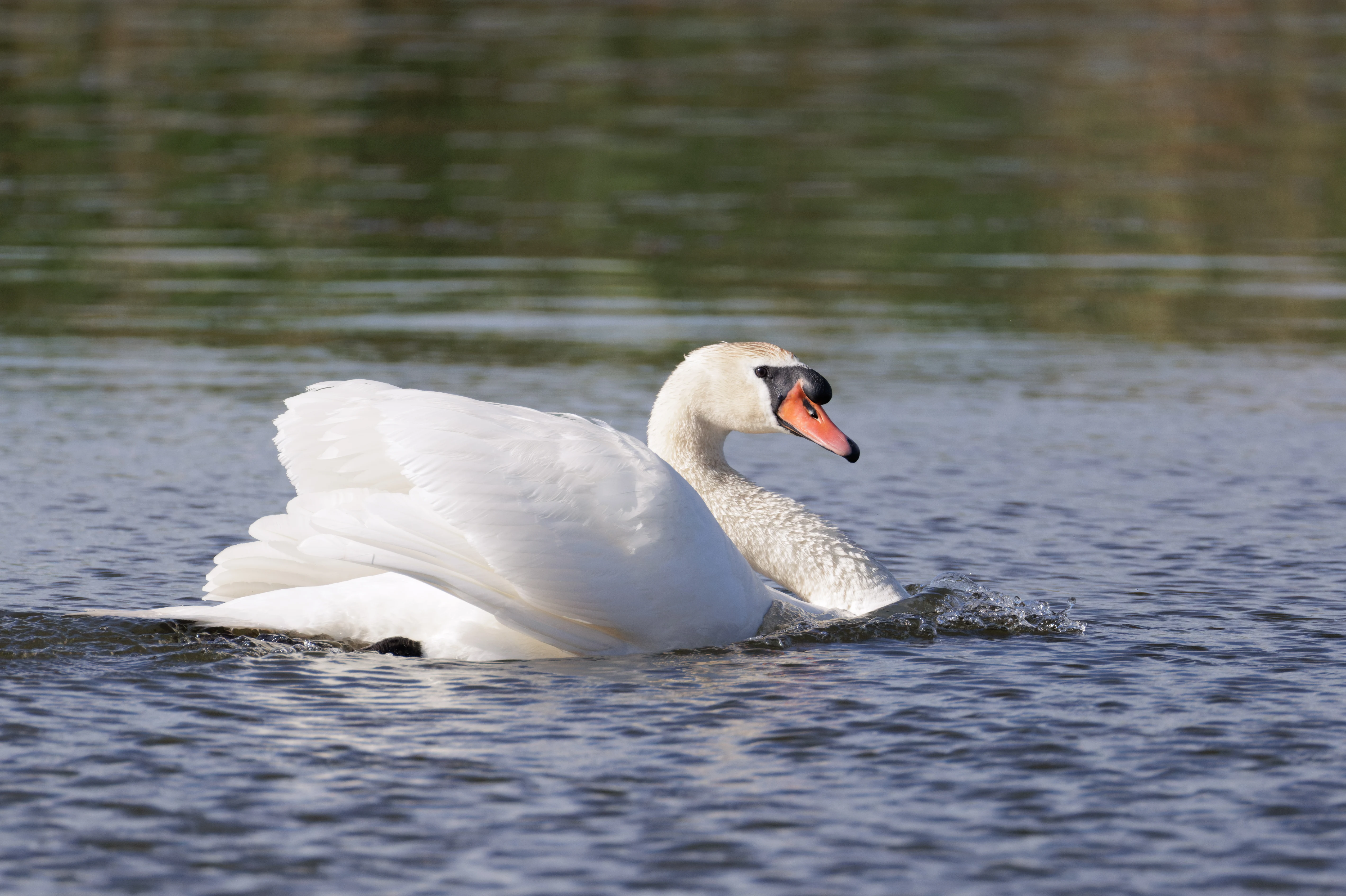 Mute Swan, Danube Delta, Romania — photo by Orlando Prugel-Bennett
