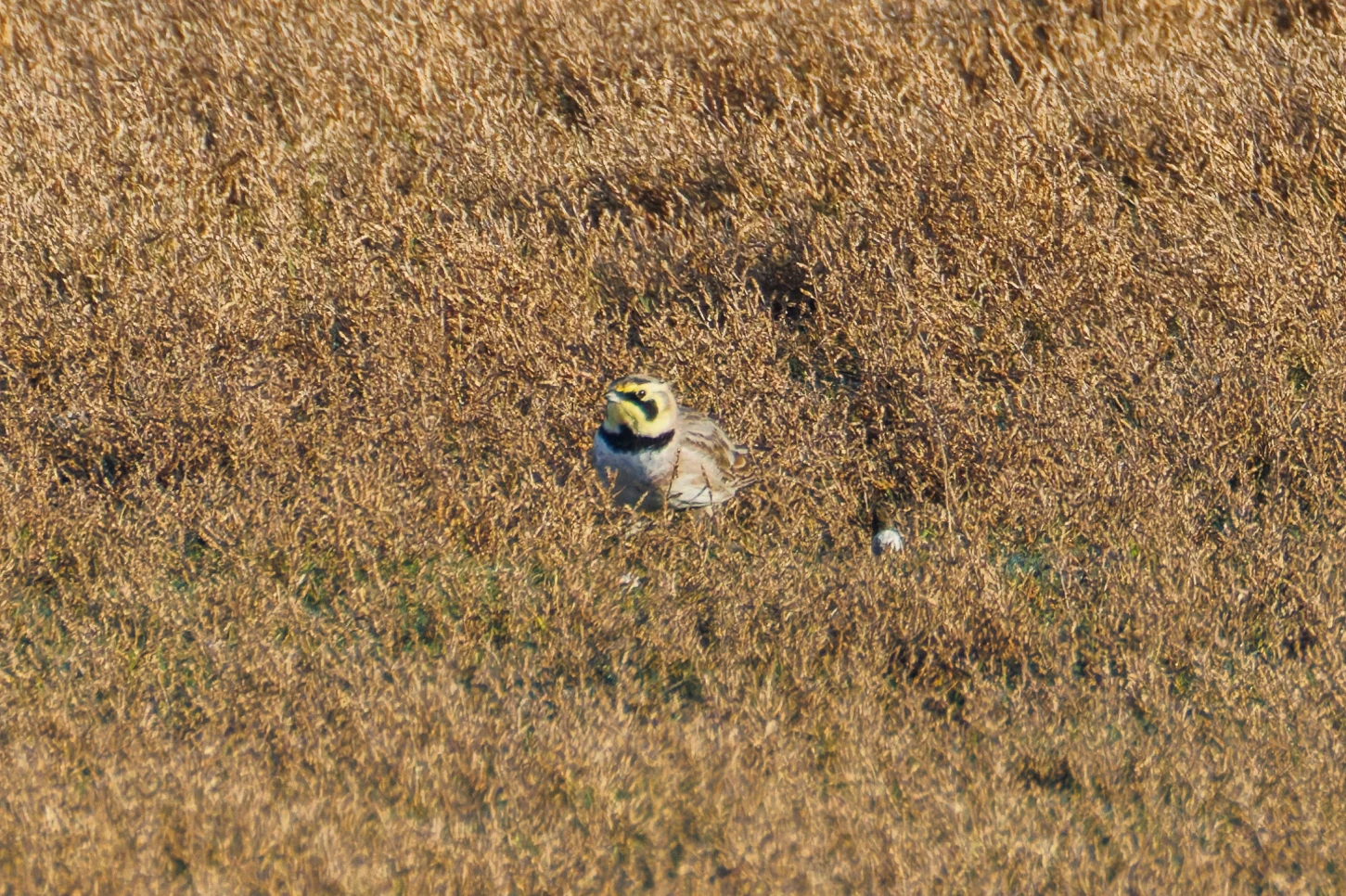 Shore Lark, UK — photo by Orlando Prugel-Bennett